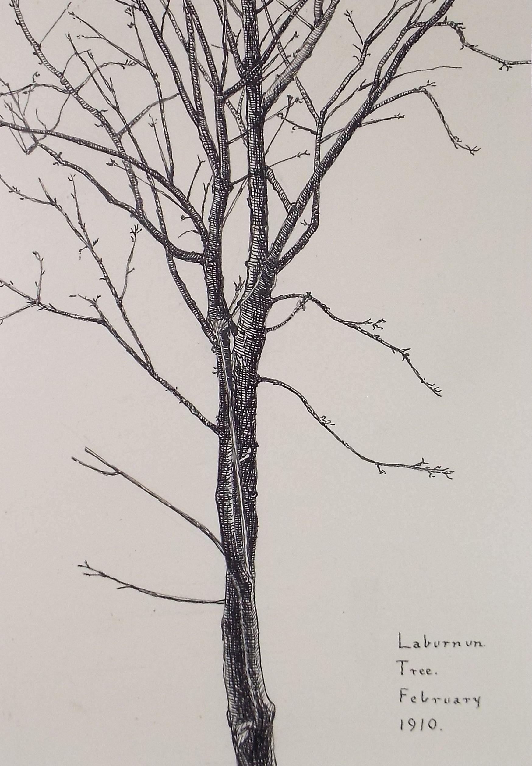 Original Pen & ink Sketch, 'Laburnum tree', S A Southern, Dated 1910