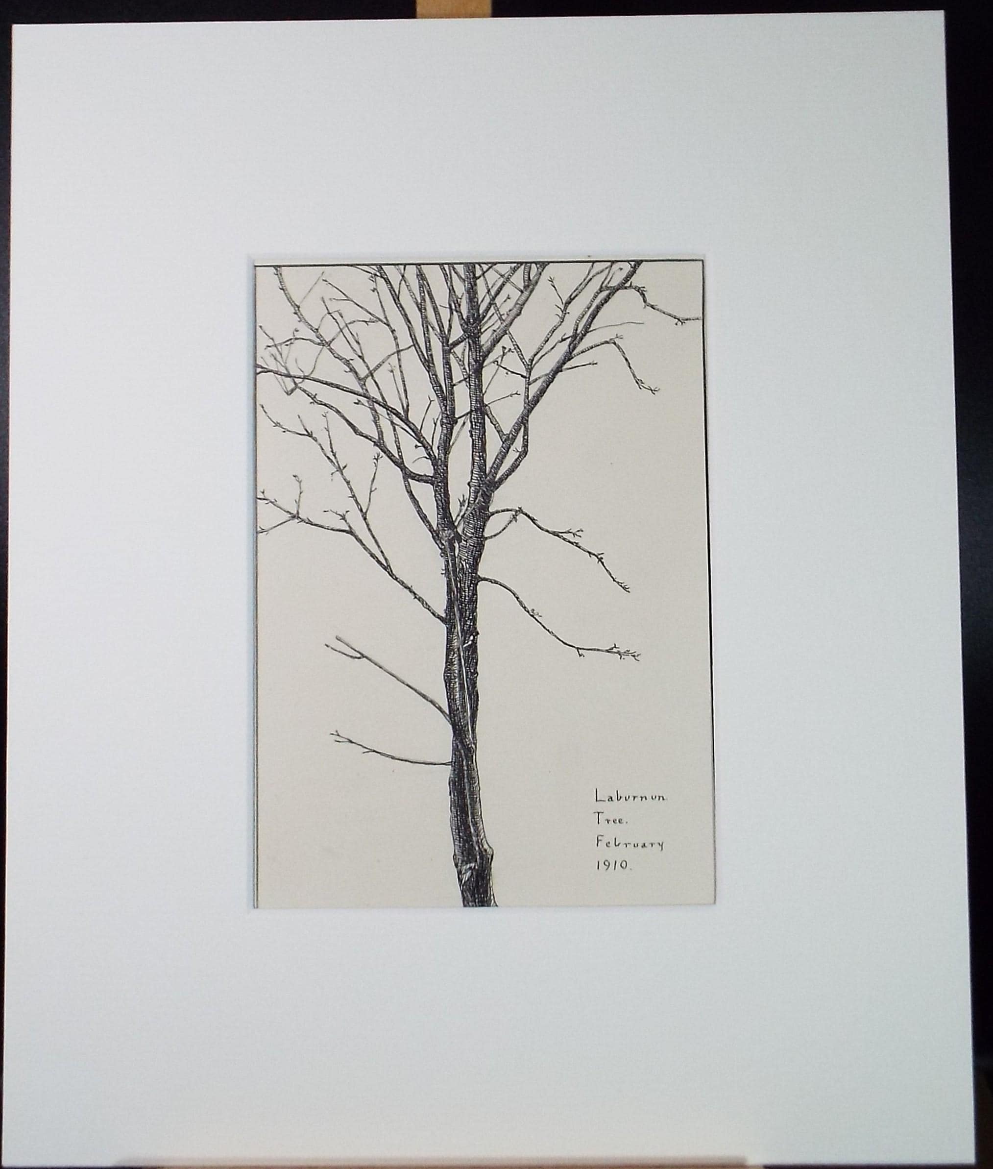 Original Pen & ink Sketch, 'Laburnum tree', S A Southern, Dated 1910