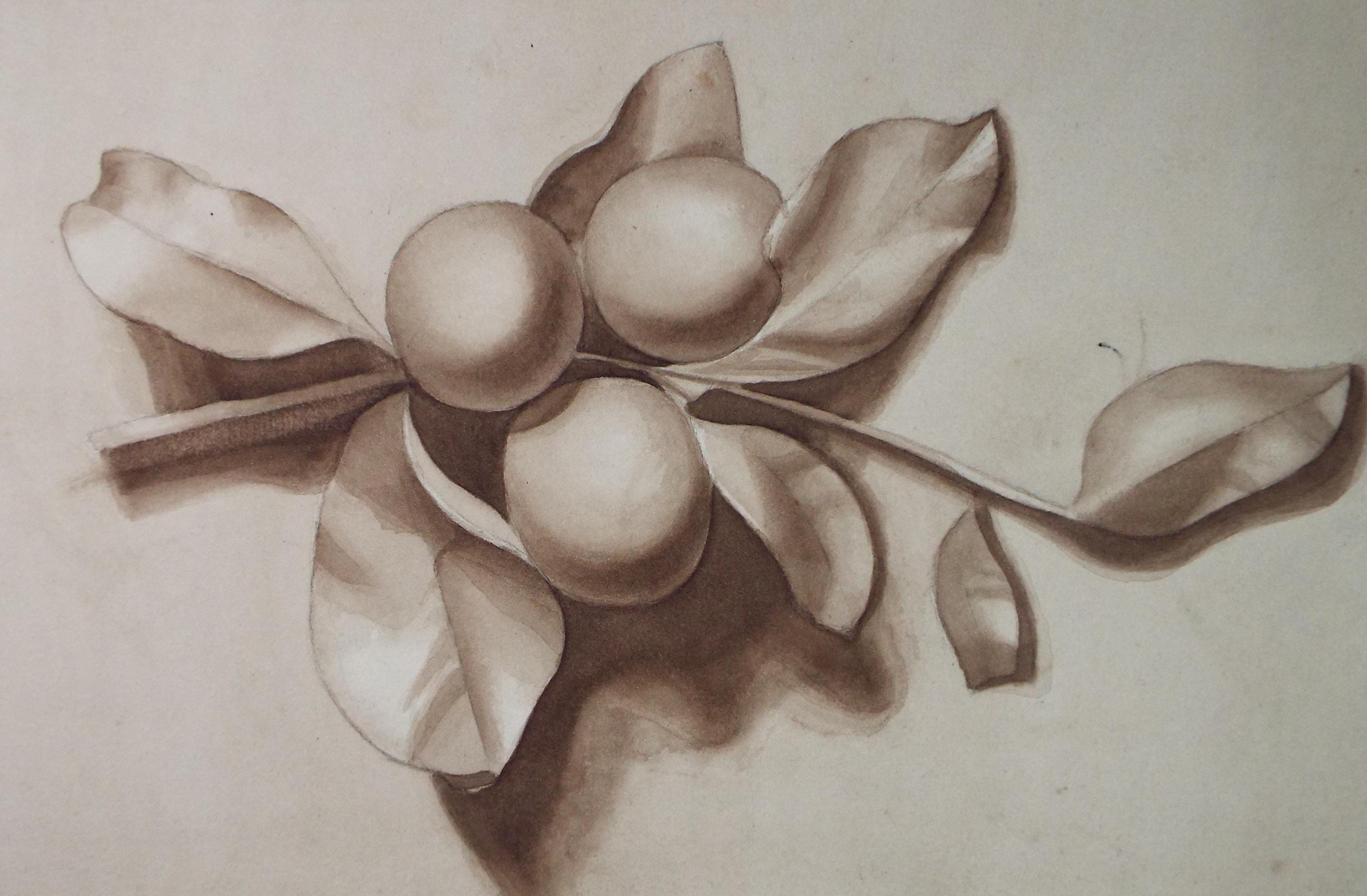 Original Watercolour 'Fruit Study, Circa 1950's, Unknown artist