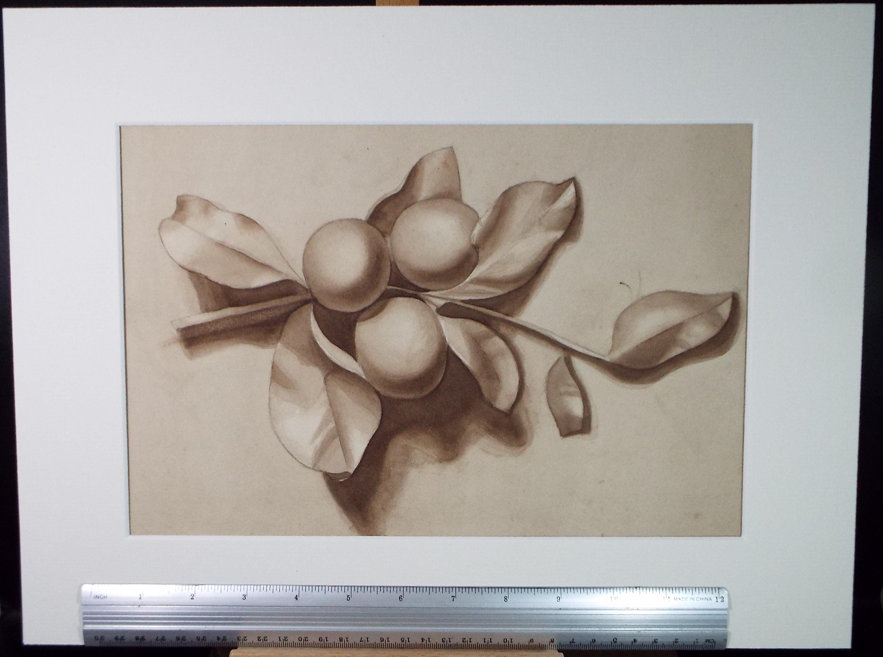 Original Watercolour 'Fruit Study, Circa 1950's, Unknown artist