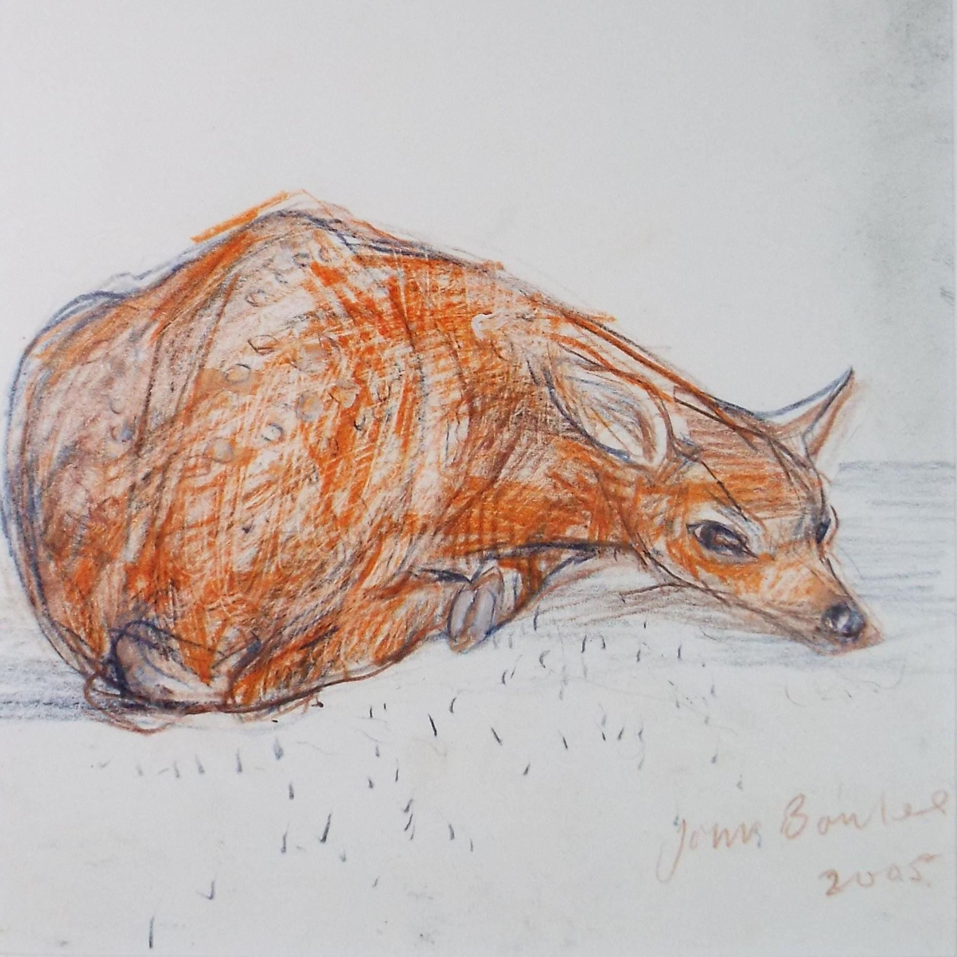 Original coloured pencil,'Fawn', 2005, John Gilbey Bowles (1929-2011)