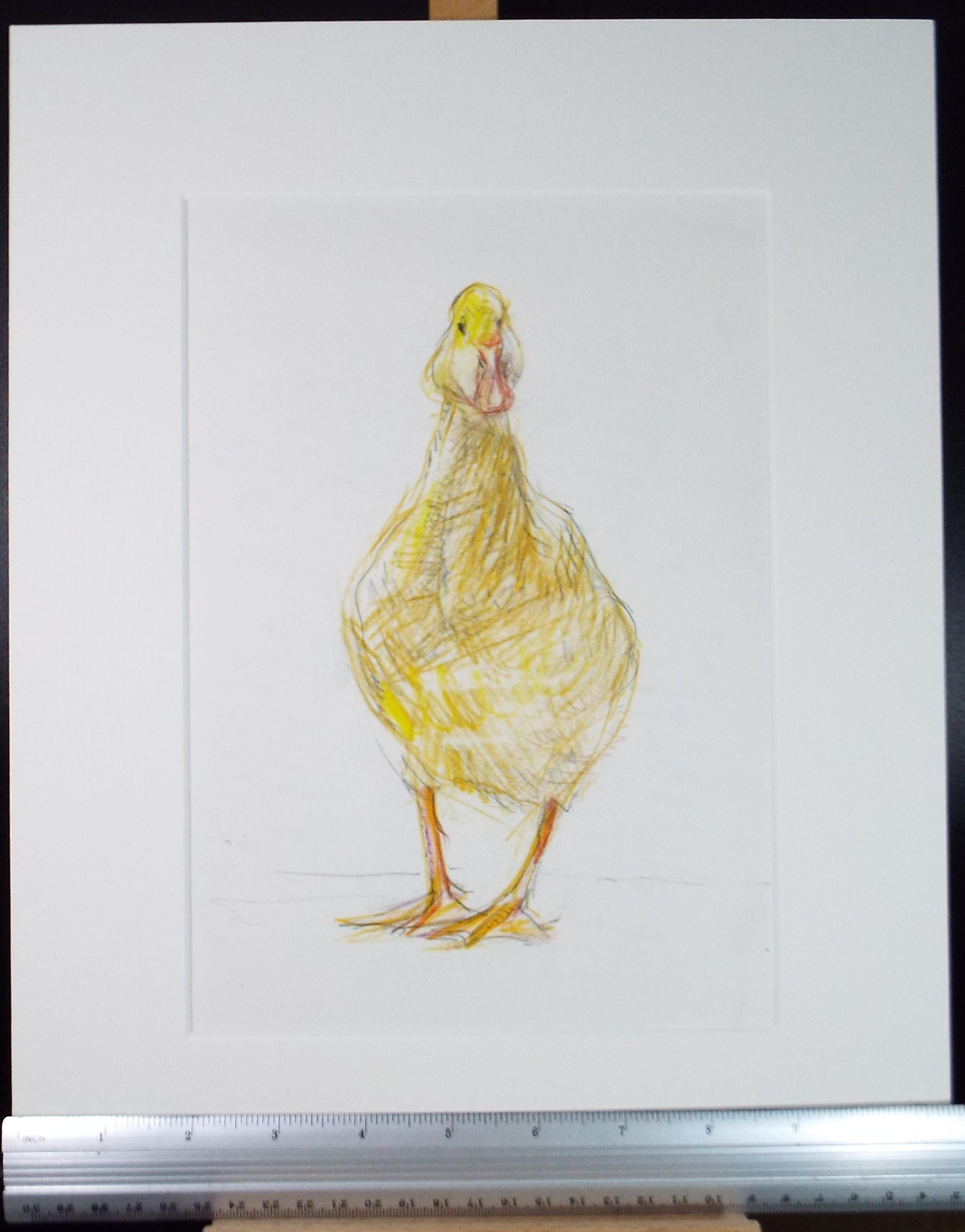 Original coloured pencil,'Duck', 2005, John Gilbey Bowles (1929-2011)