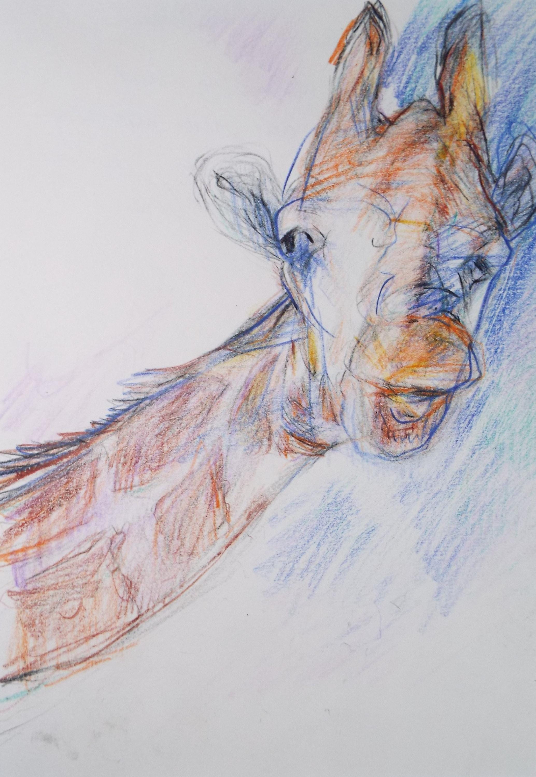 Original coloured pencil,'Giraffe', 2005, John Gilbey Bowles (1929-2011)