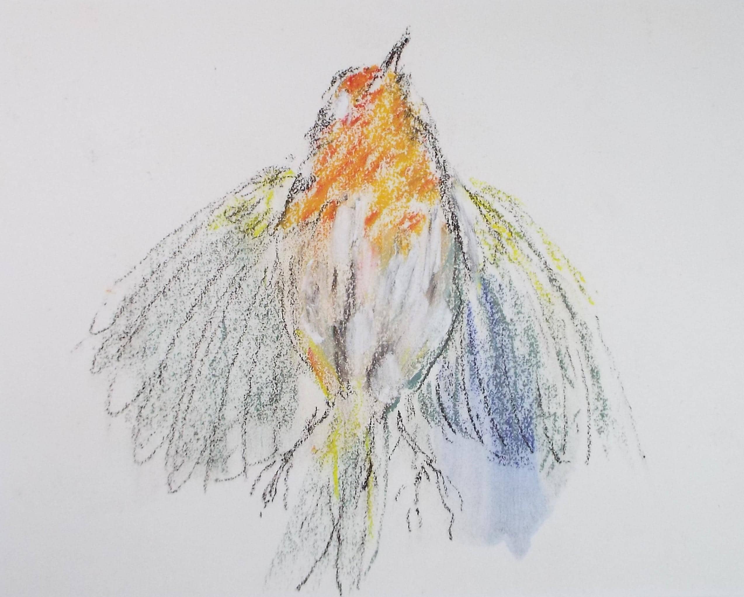 Original Pastel, 'Robin', Circa 1990's, Artist Unknown