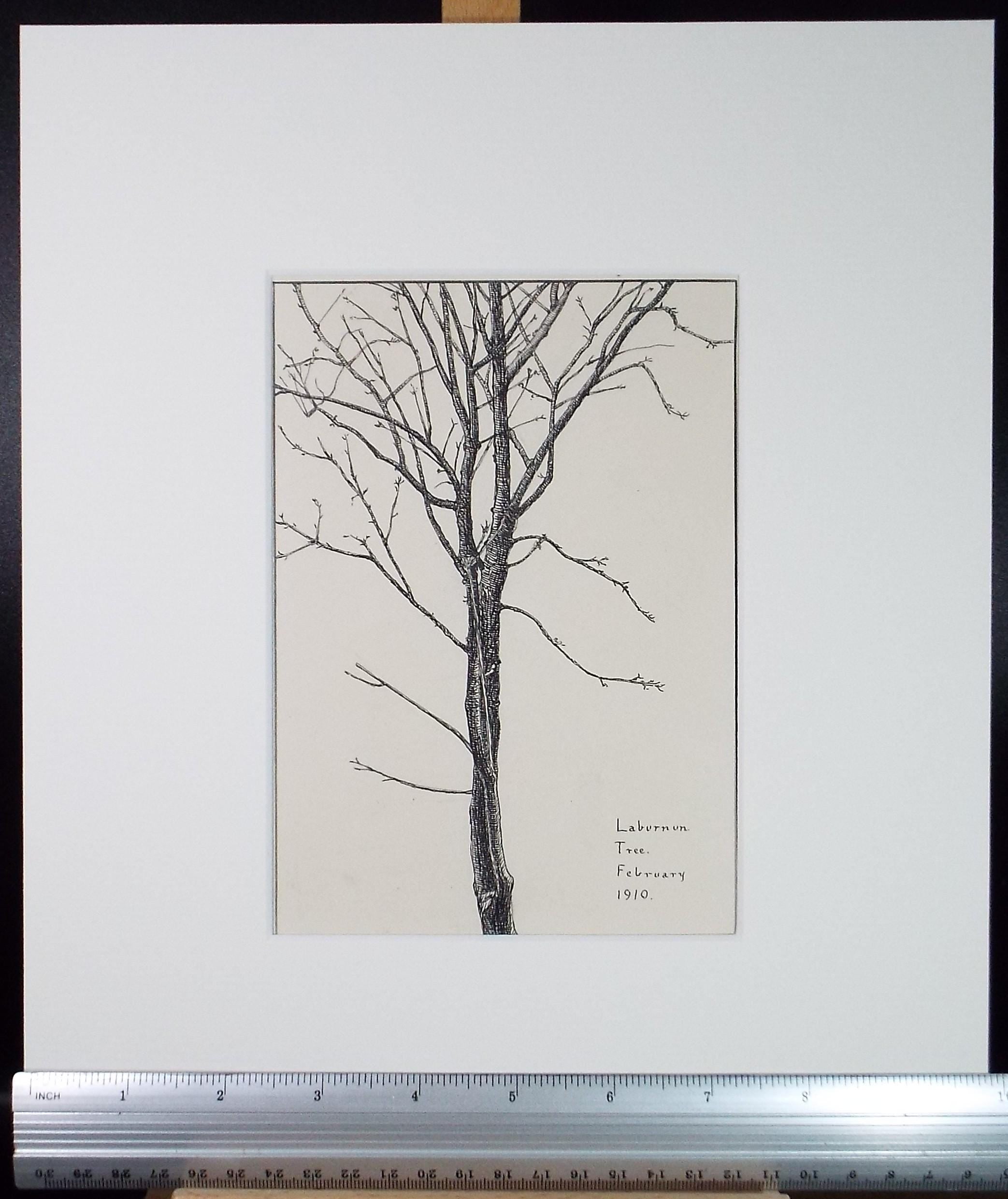 Original Pen & ink Sketch, 'Laburnum tree', S A Southern, Dated 1910