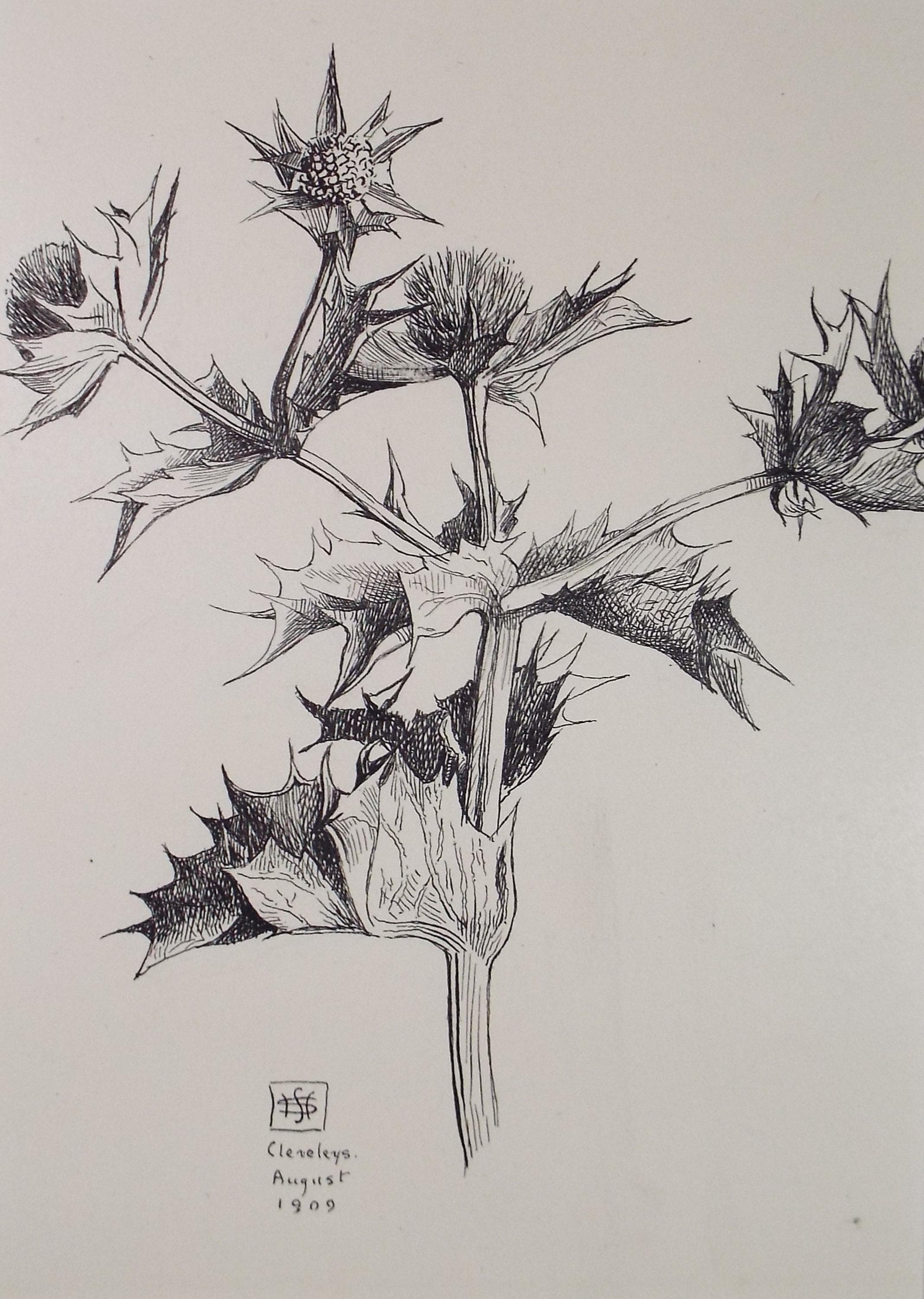 Original Pen & ink Sketch, 'Sea Holly', S A Southern, Dated 1909