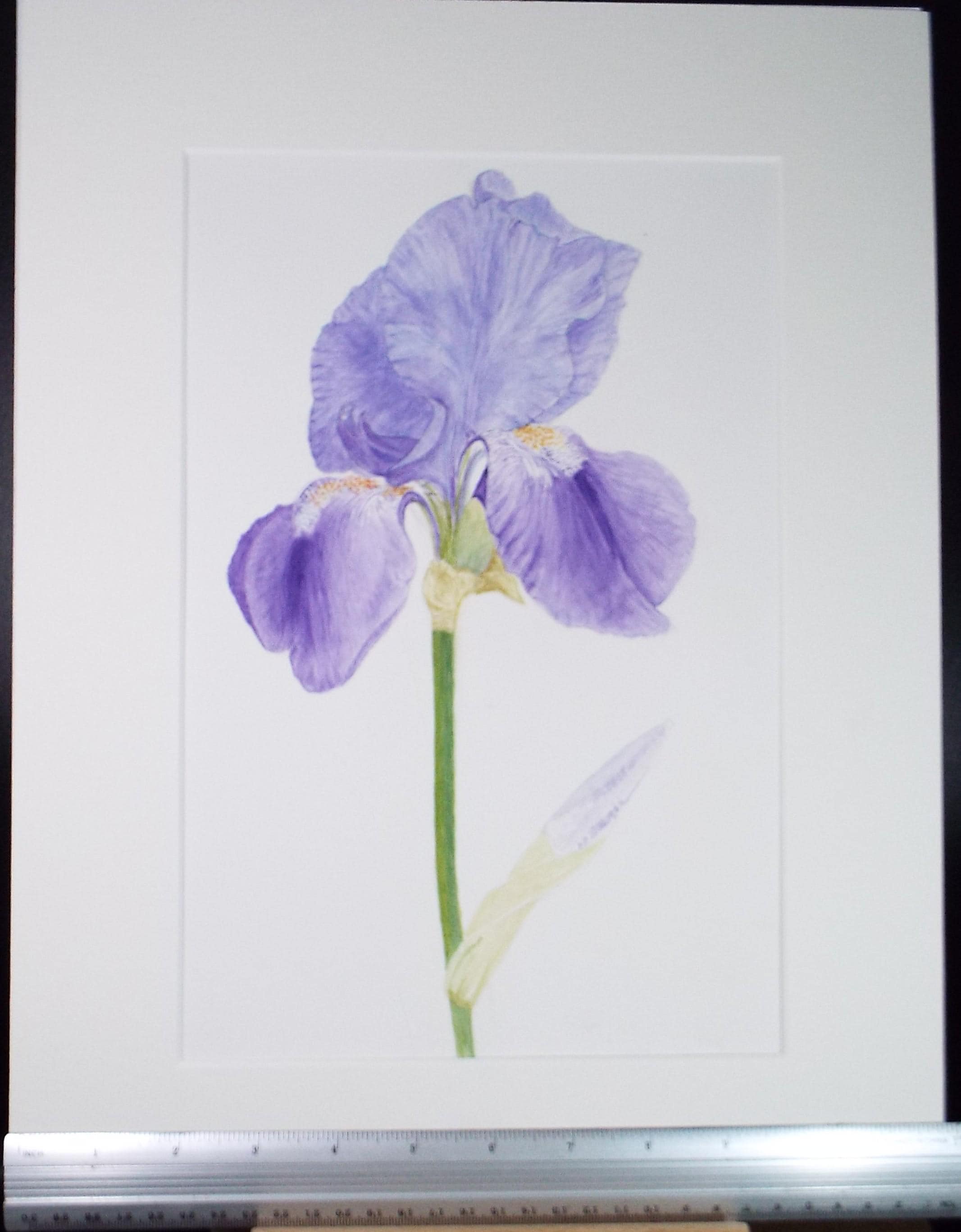 Original Watercolour, 'Iris Study', Circa 1990's, Unknown Artist