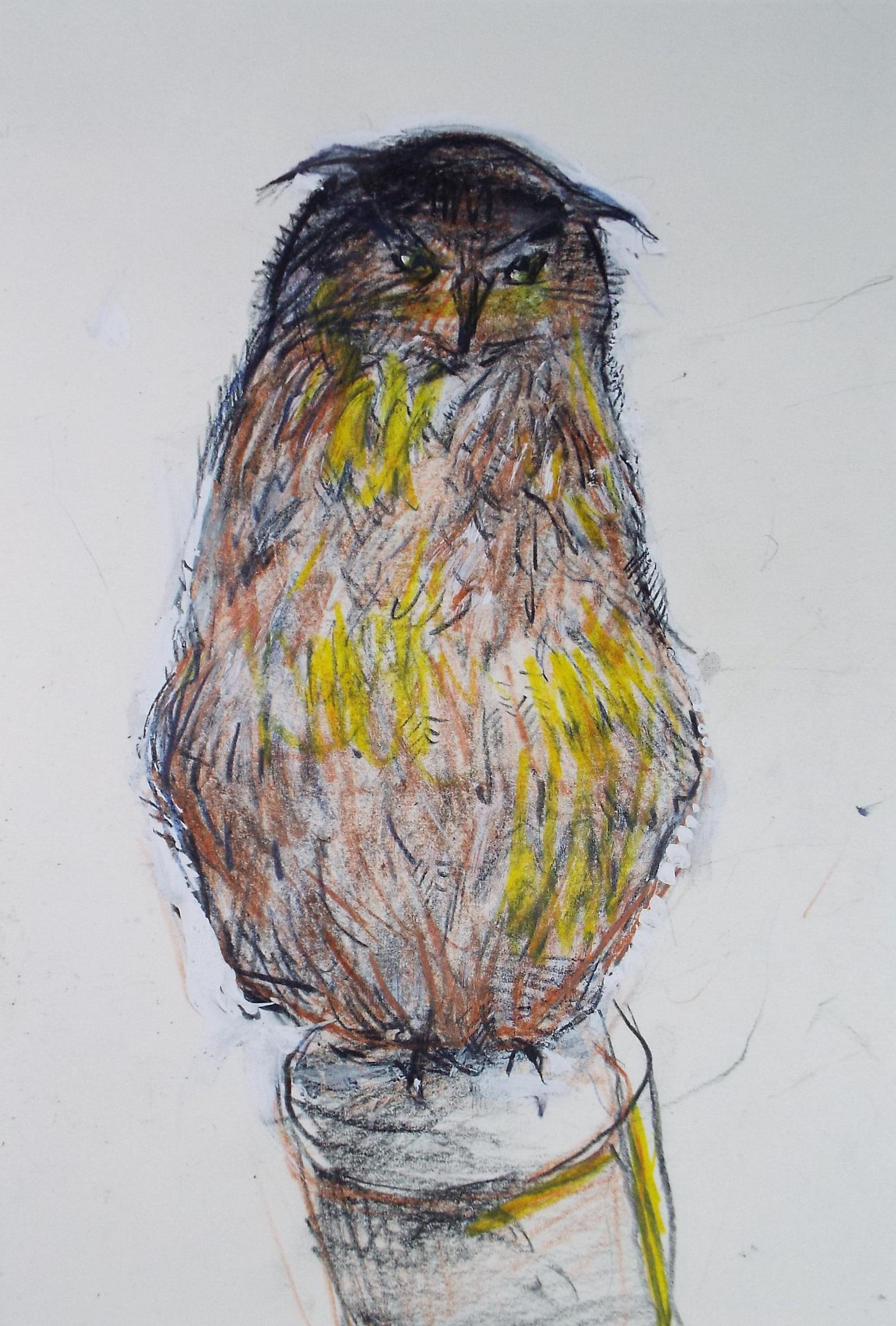 Original coloured pencil & Gouache,'Owl', 2005, John Gilbey Bowles (1929-2011)