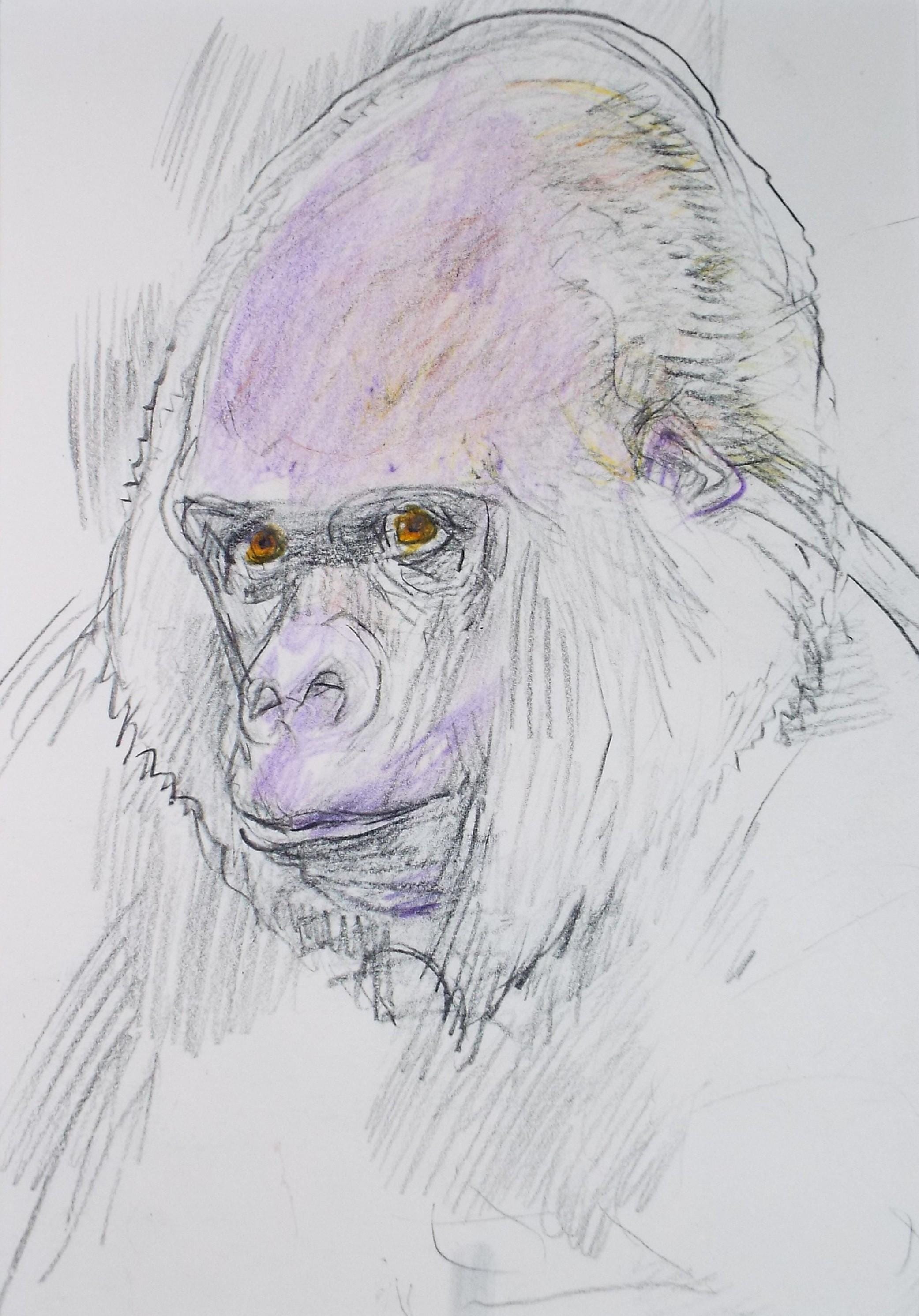 Original coloured pencil,'Gorilla', 2005, John Gilbey Bowles (1929-2011)