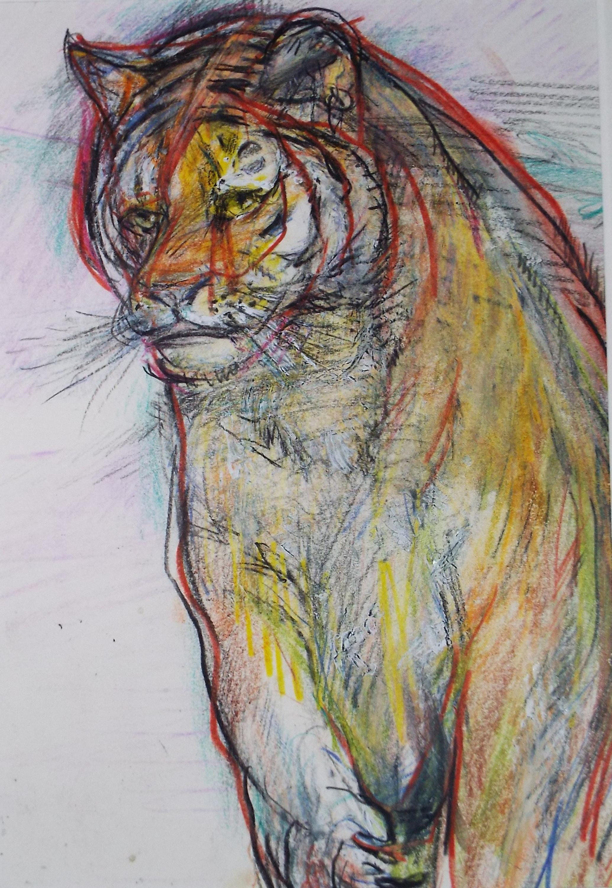 Original coloured pencil & Gouache,'Tiger', 2005, John Gilbey Bowles (1929-2011)