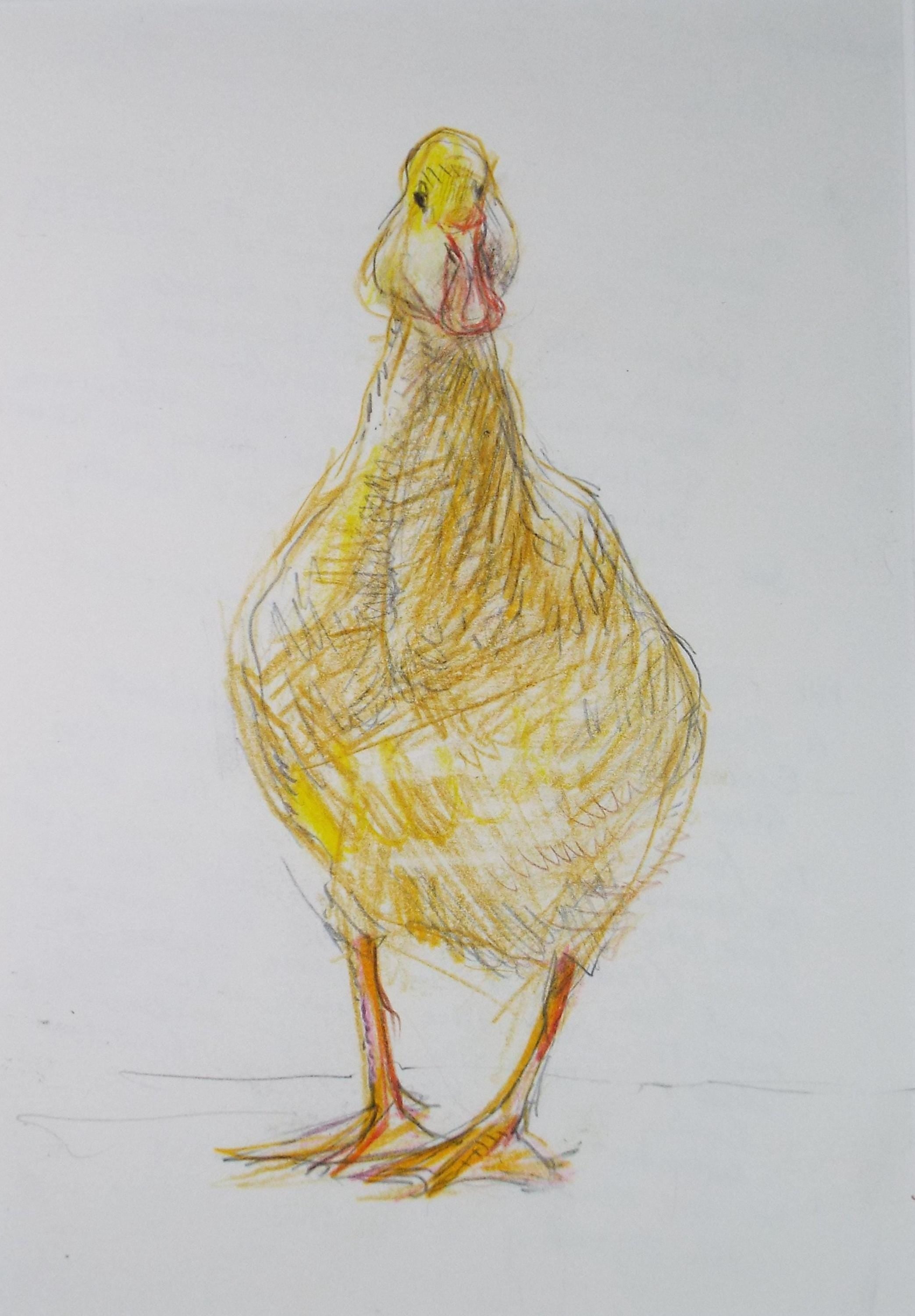 Original coloured pencil,'Duck', 2005, John Gilbey Bowles (1929-2011)
