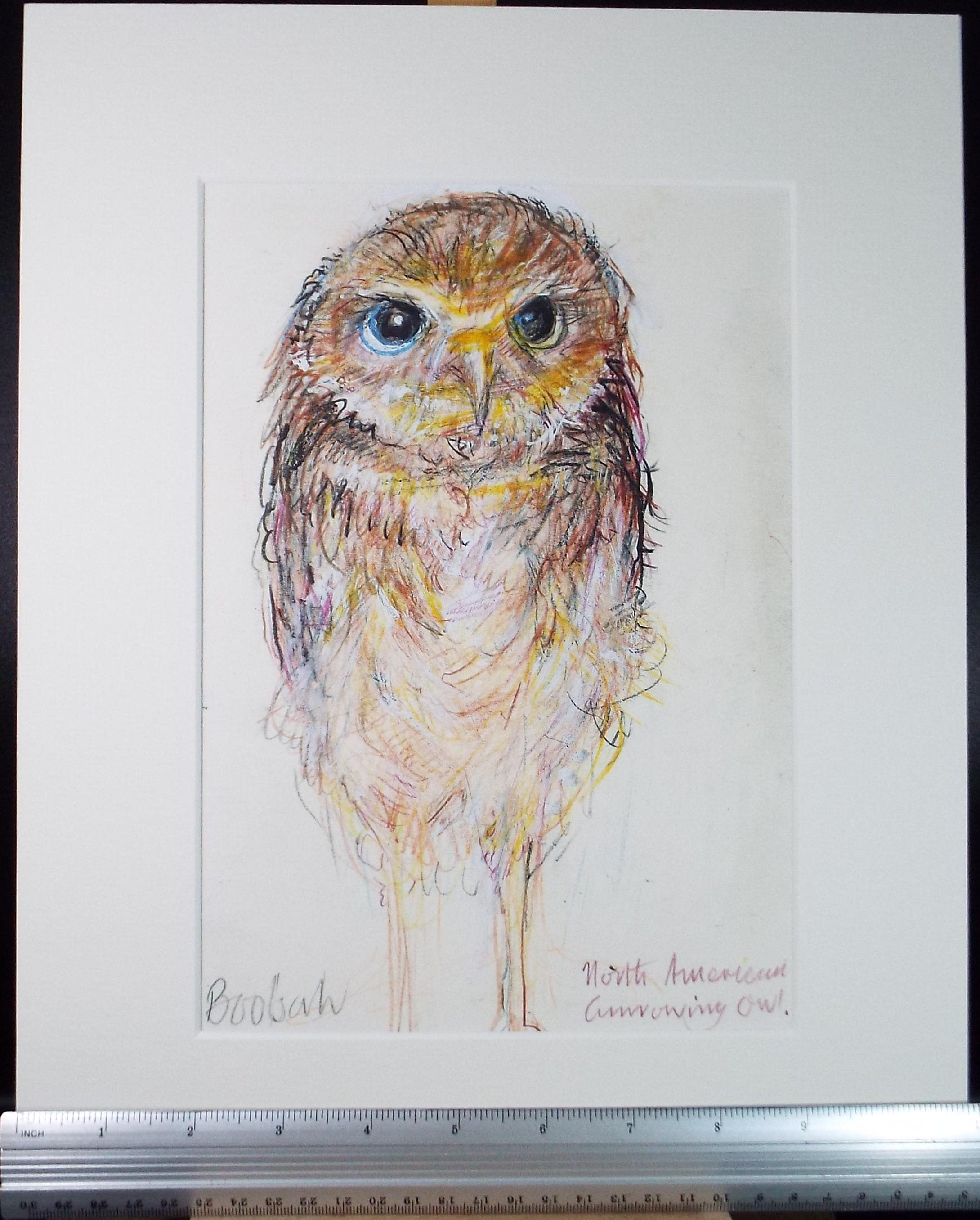 Original coloured pencil,'North American Burrowing Owl', 2005, John Gilbey Bowles (1929-2011)