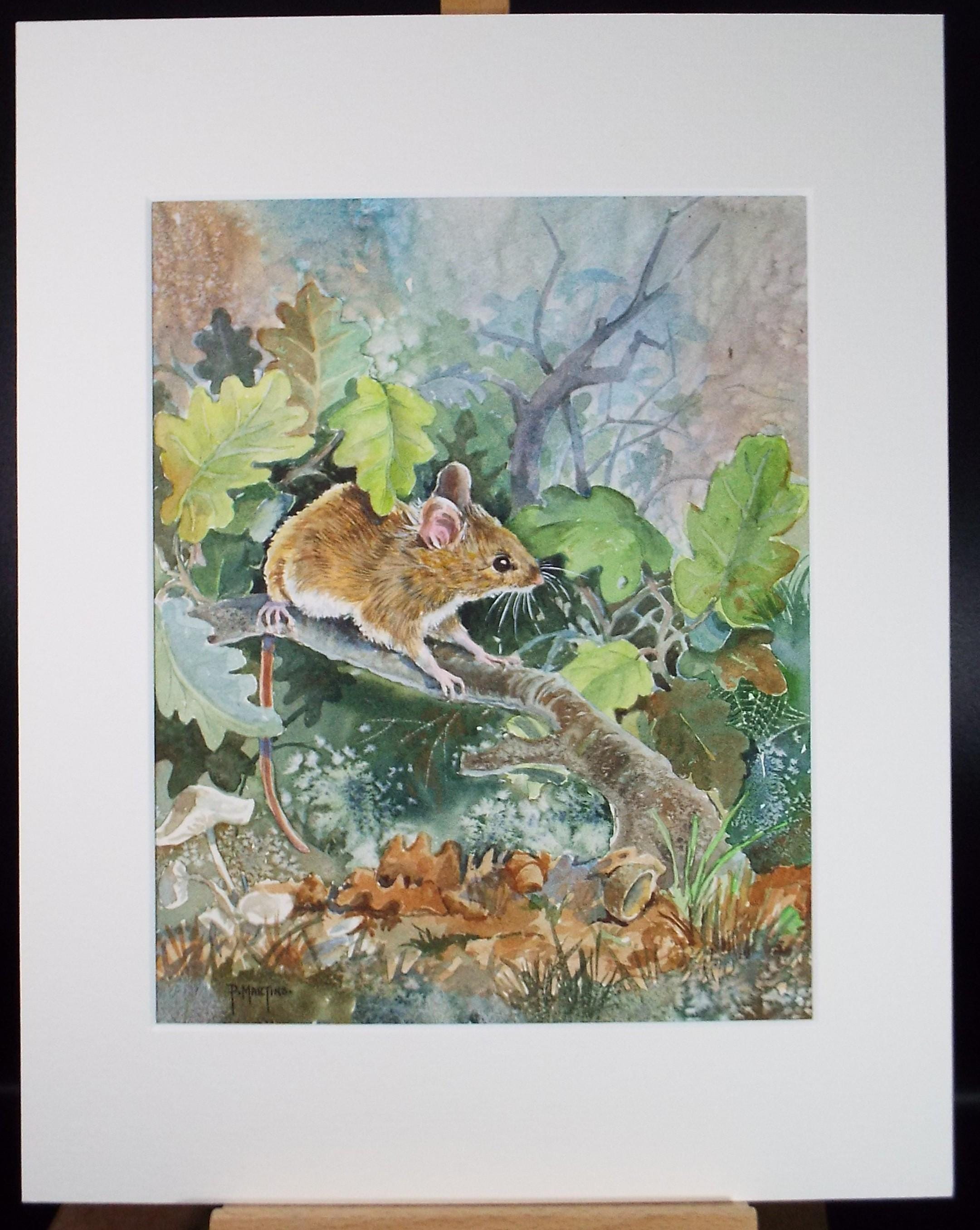 Original coloured pencil & Gouache,'Harvest Mouse', 2005, John Gilbey Bowles (1929-2011)