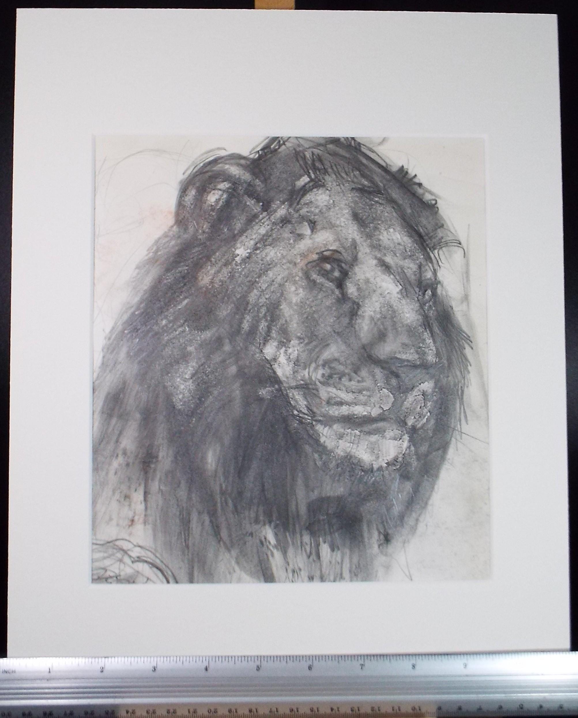 Pencil Drawing, 'Lion', John Gilbey Bowles (1929-2011), Circa 1990's