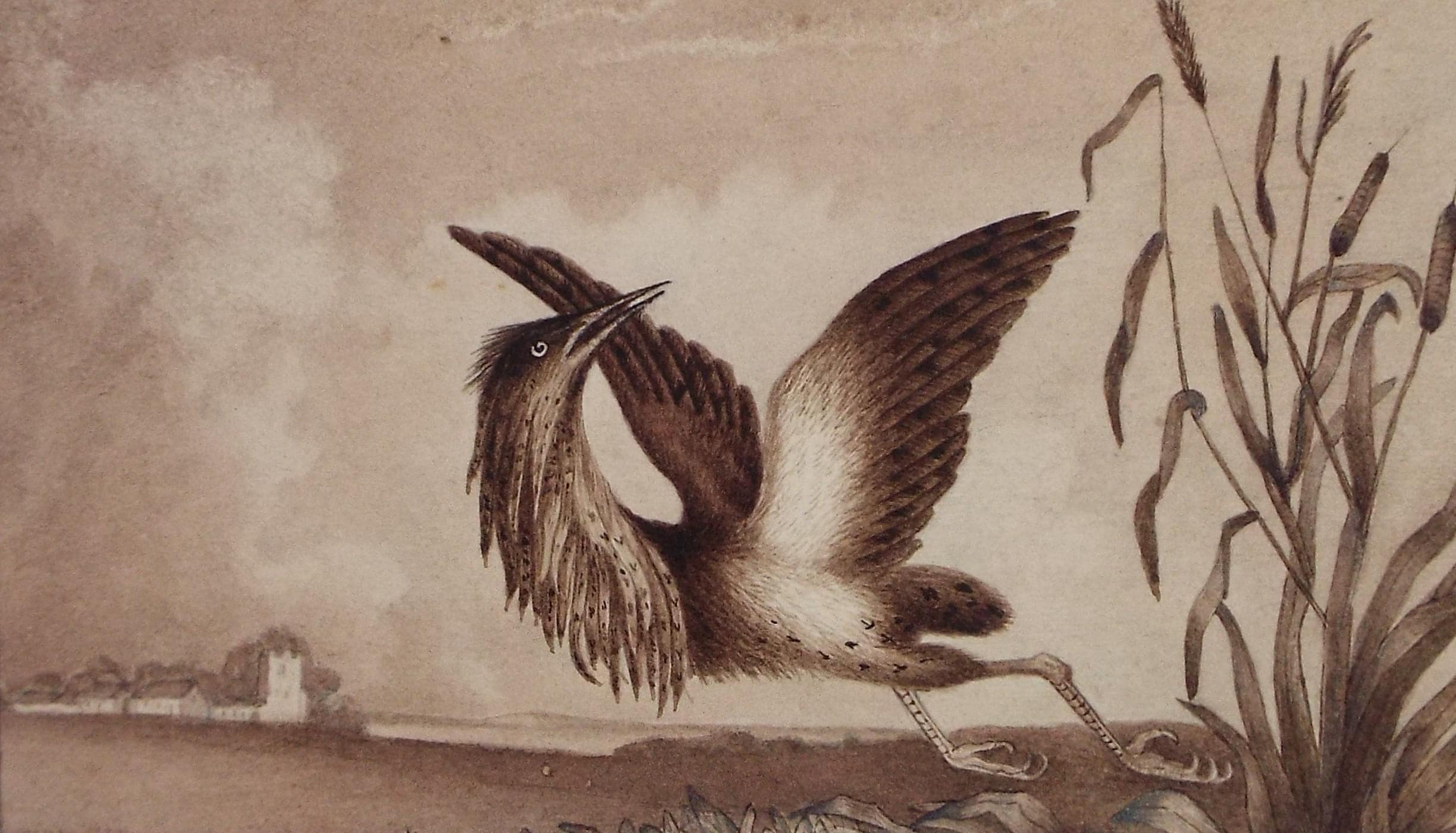 Original watercolour, 'Heron on the wing', Dated 1837, Artist Unknown