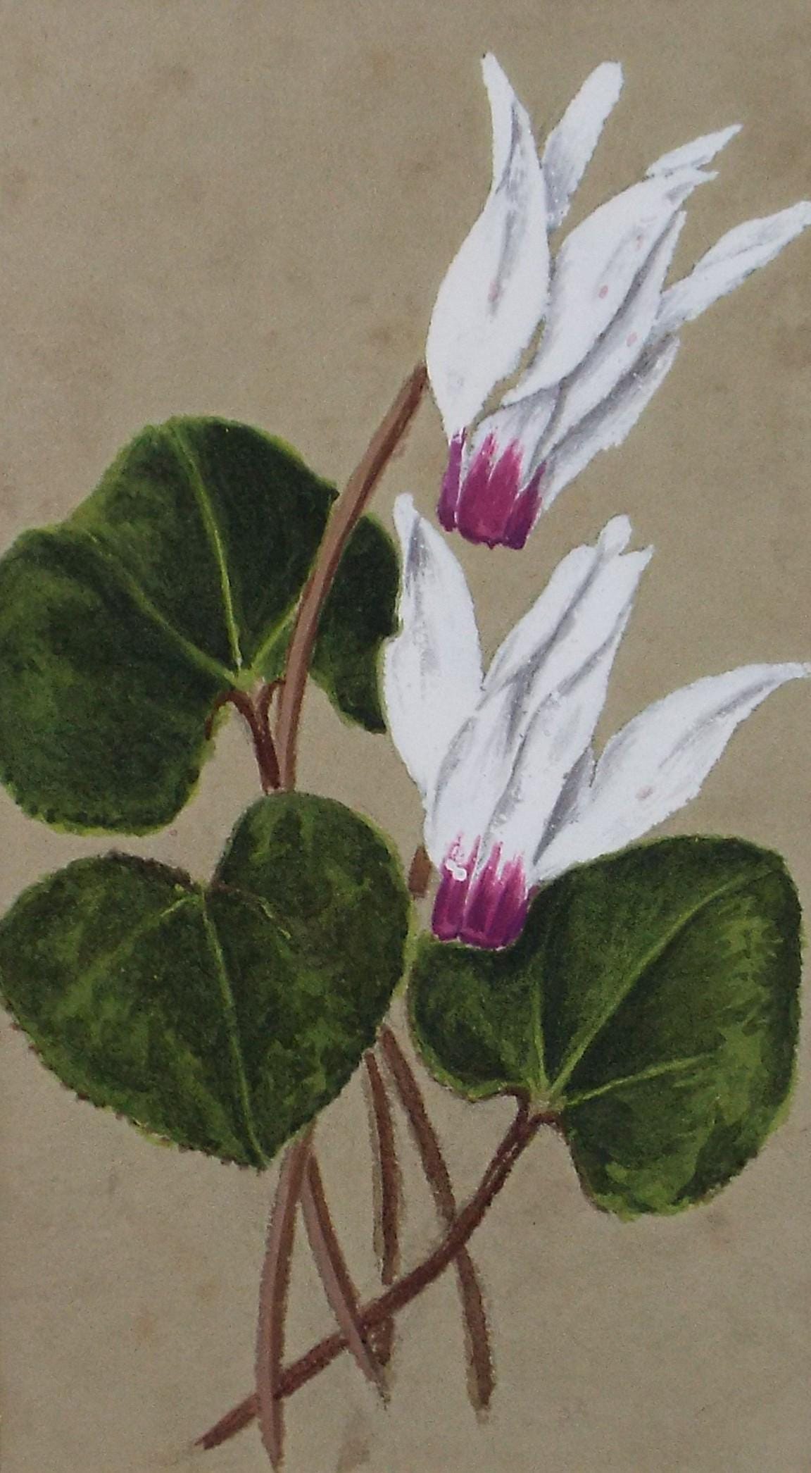 Original Watercolour, 'Cyclamen', Circa 1920's, Unknown Artist