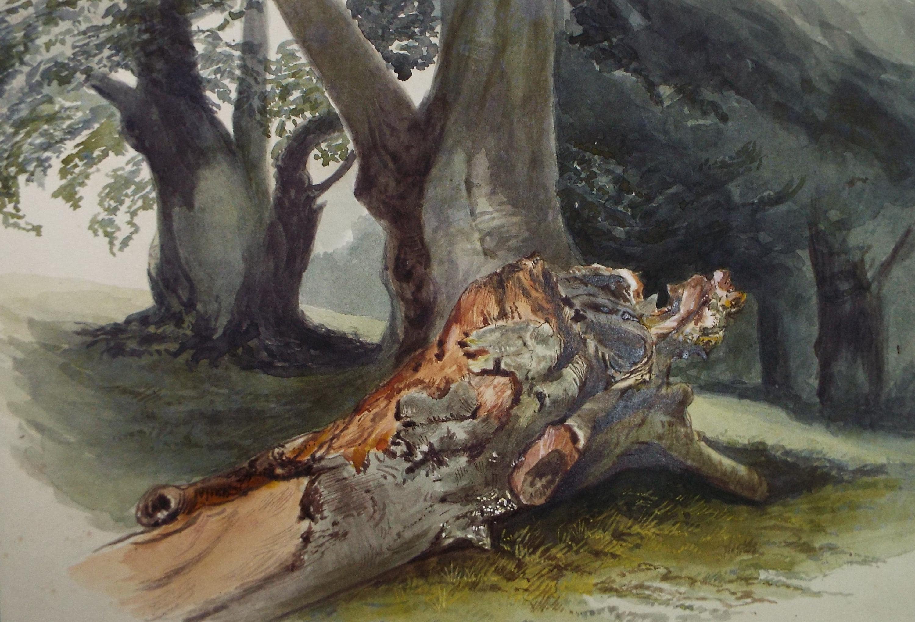 Original Watercolour, 'Fallen Tree', Circa 1900, Artist Unknown