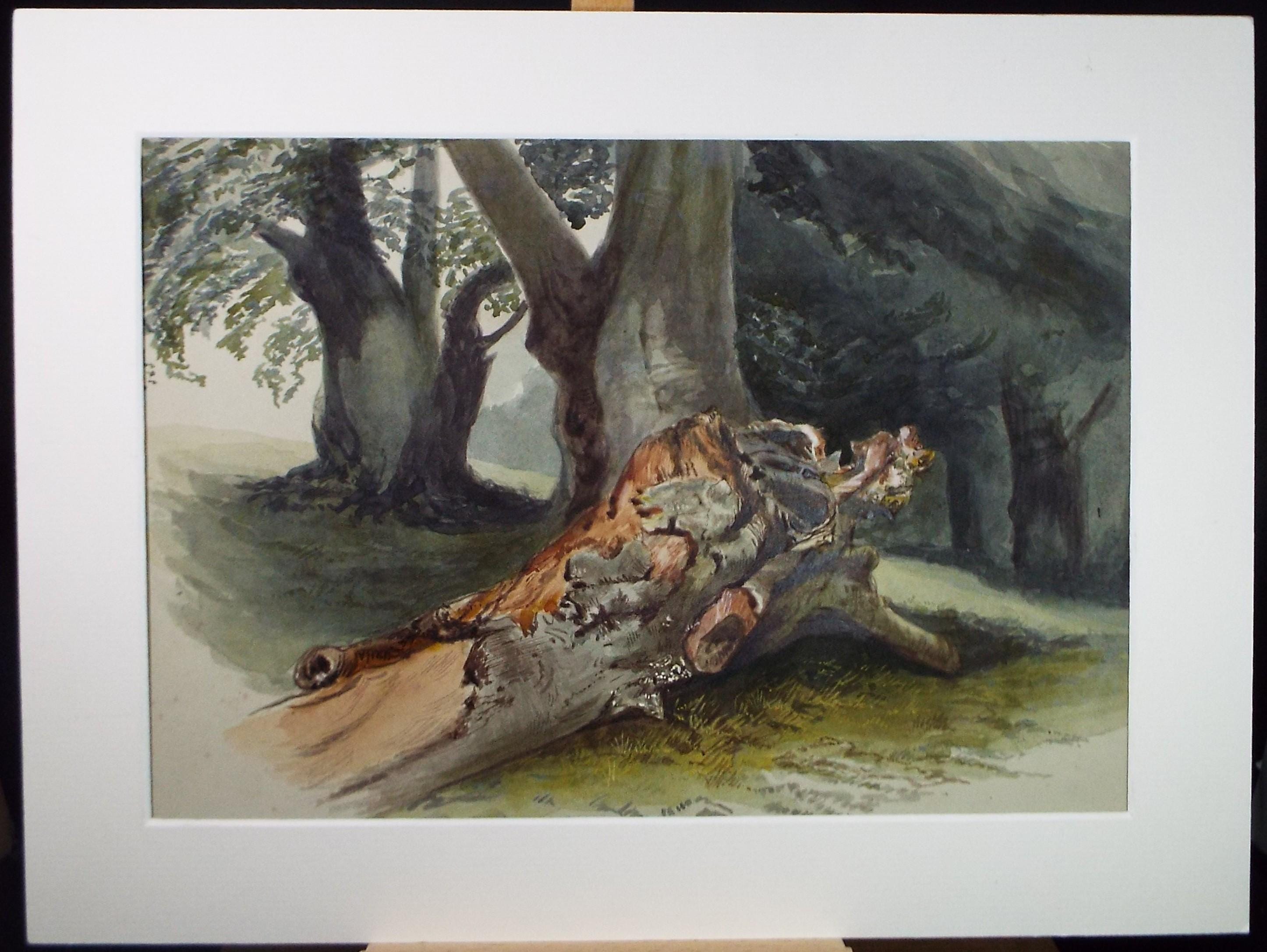 Original Watercolour, 'Fallen Tree', Circa 1900, Artist Unknown