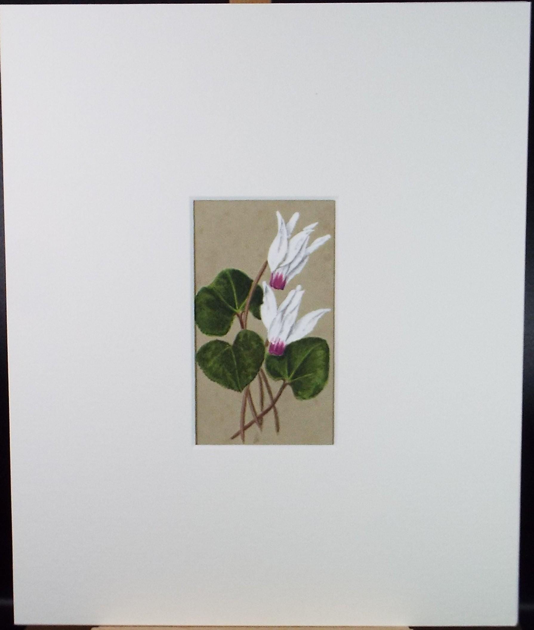 Original Watercolour, 'Cyclamen', Circa 1920's, Unknown Artist