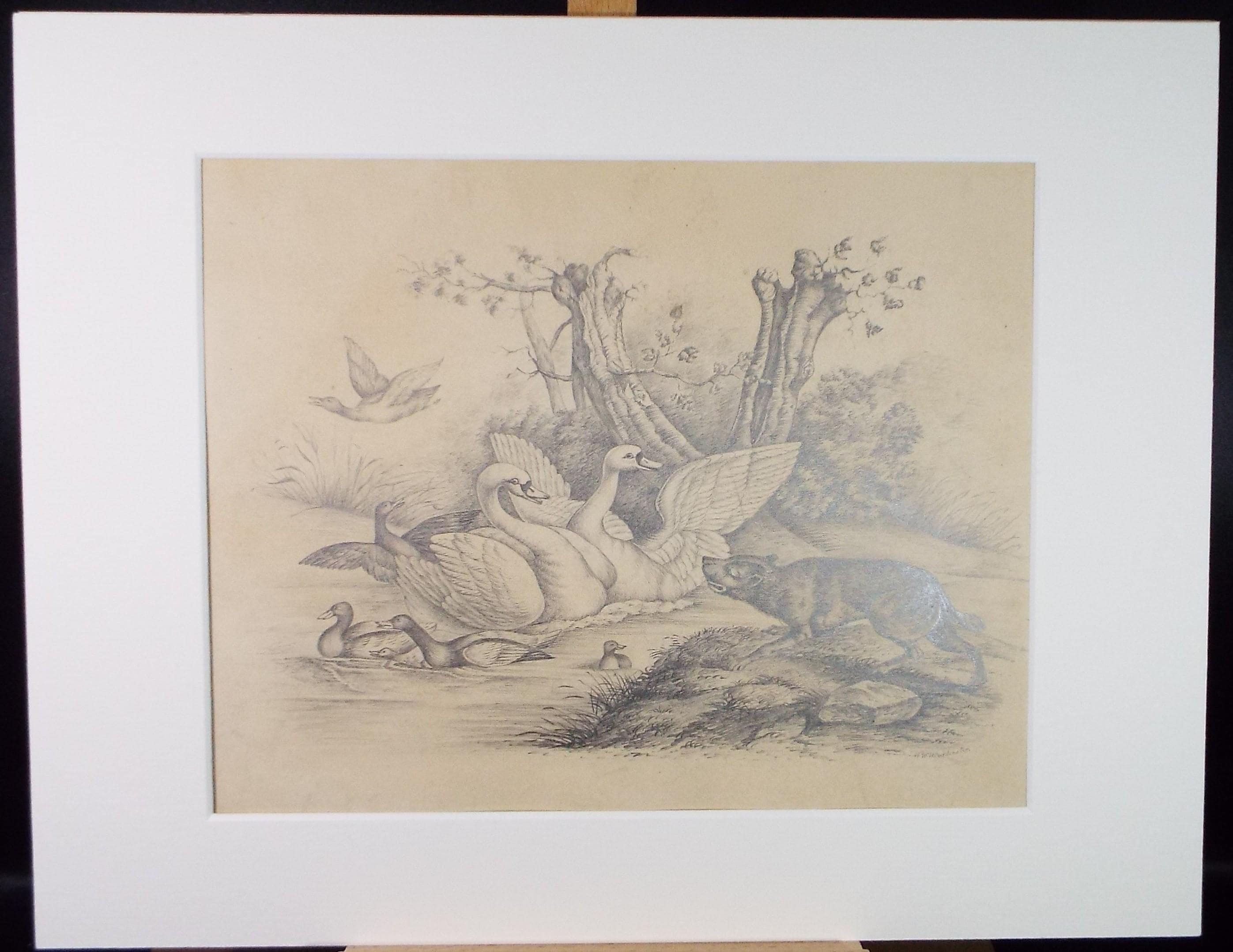 Original Pencil 'Waterfowl and predator', Artist Unknown, Mid 19th Century