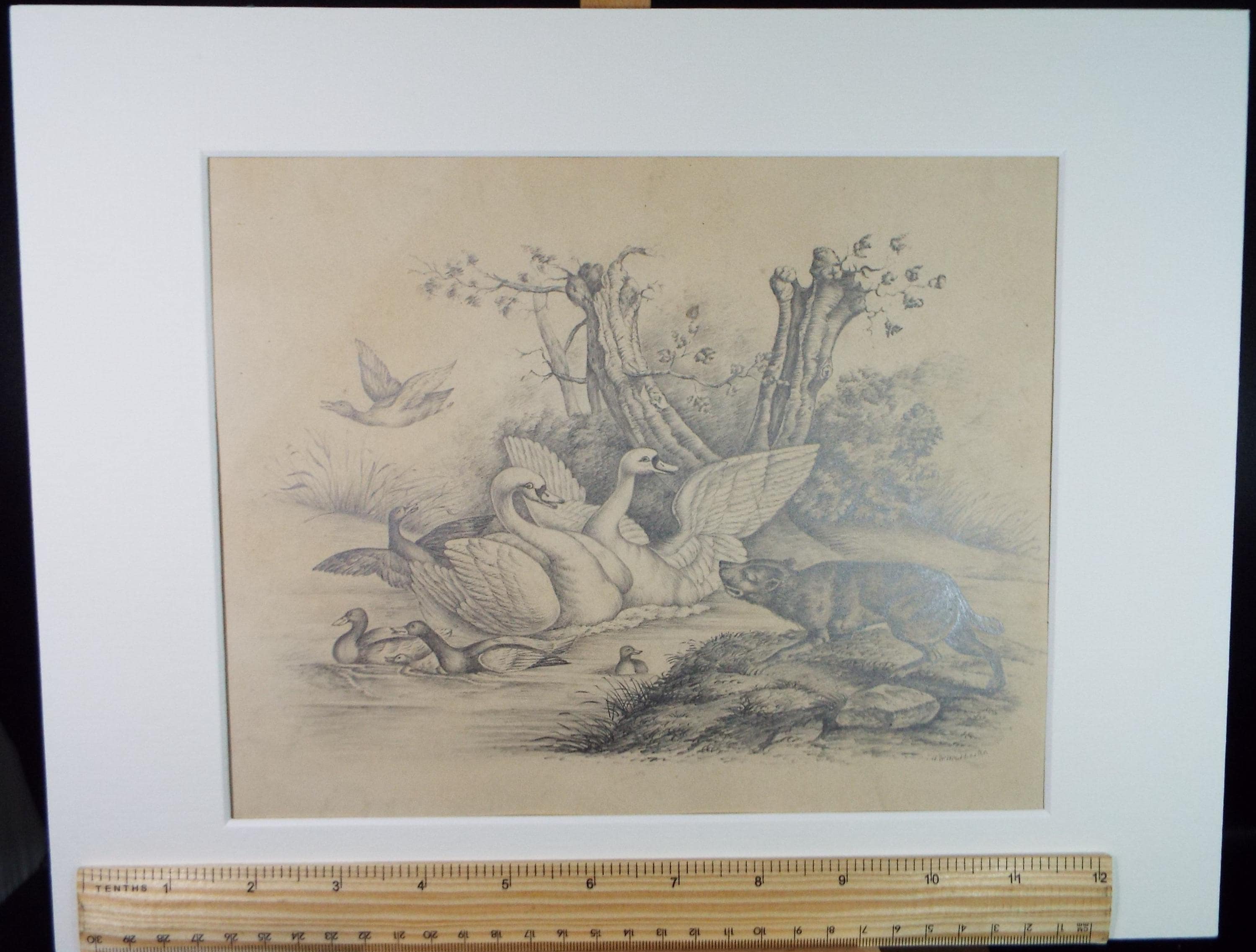 Original Pencil 'Waterfowl and predator', Artist Unknown, Mid 19th Century