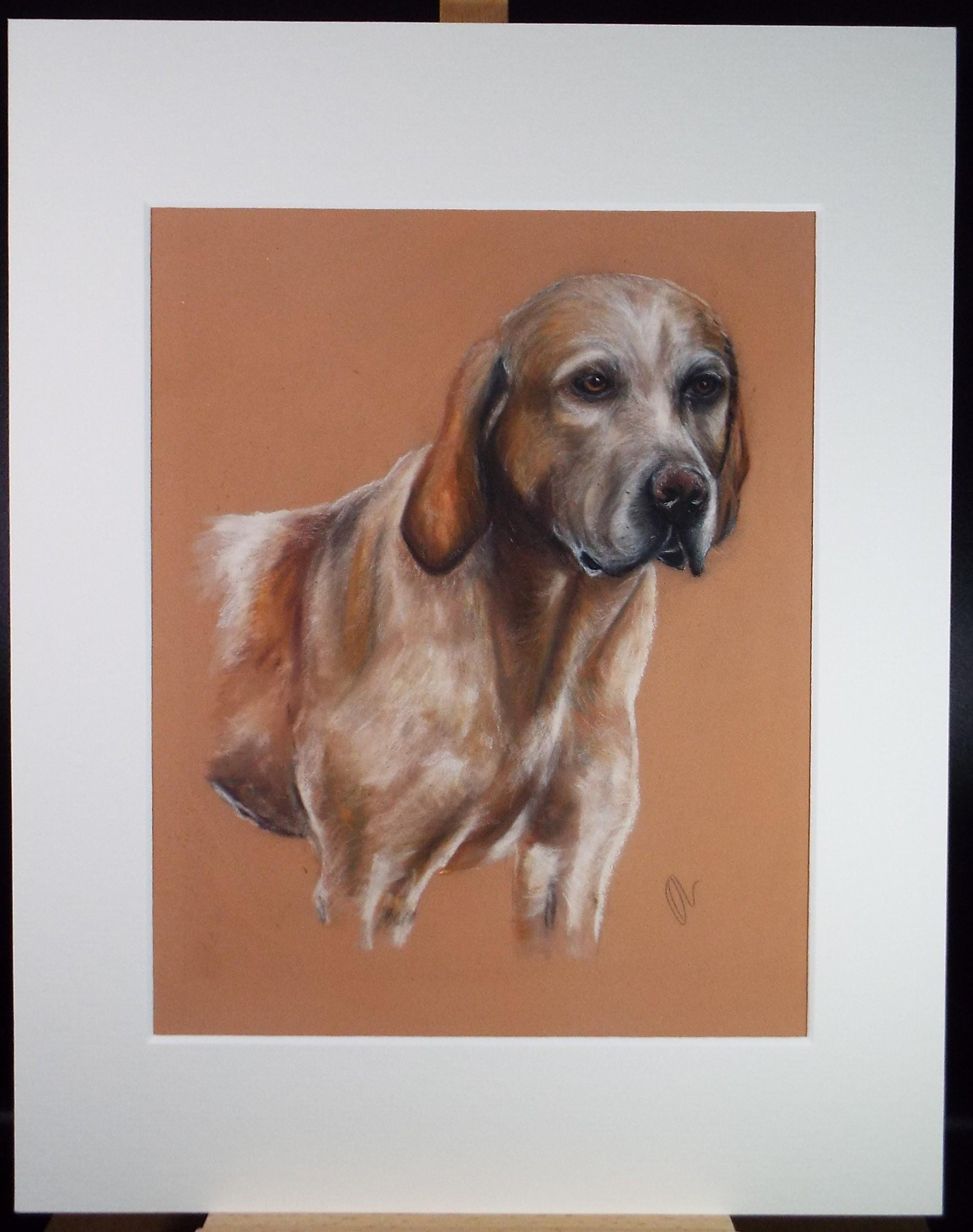 Original Pastel, 'Study of a Labrador', Artist Unknown, Circa 1980's