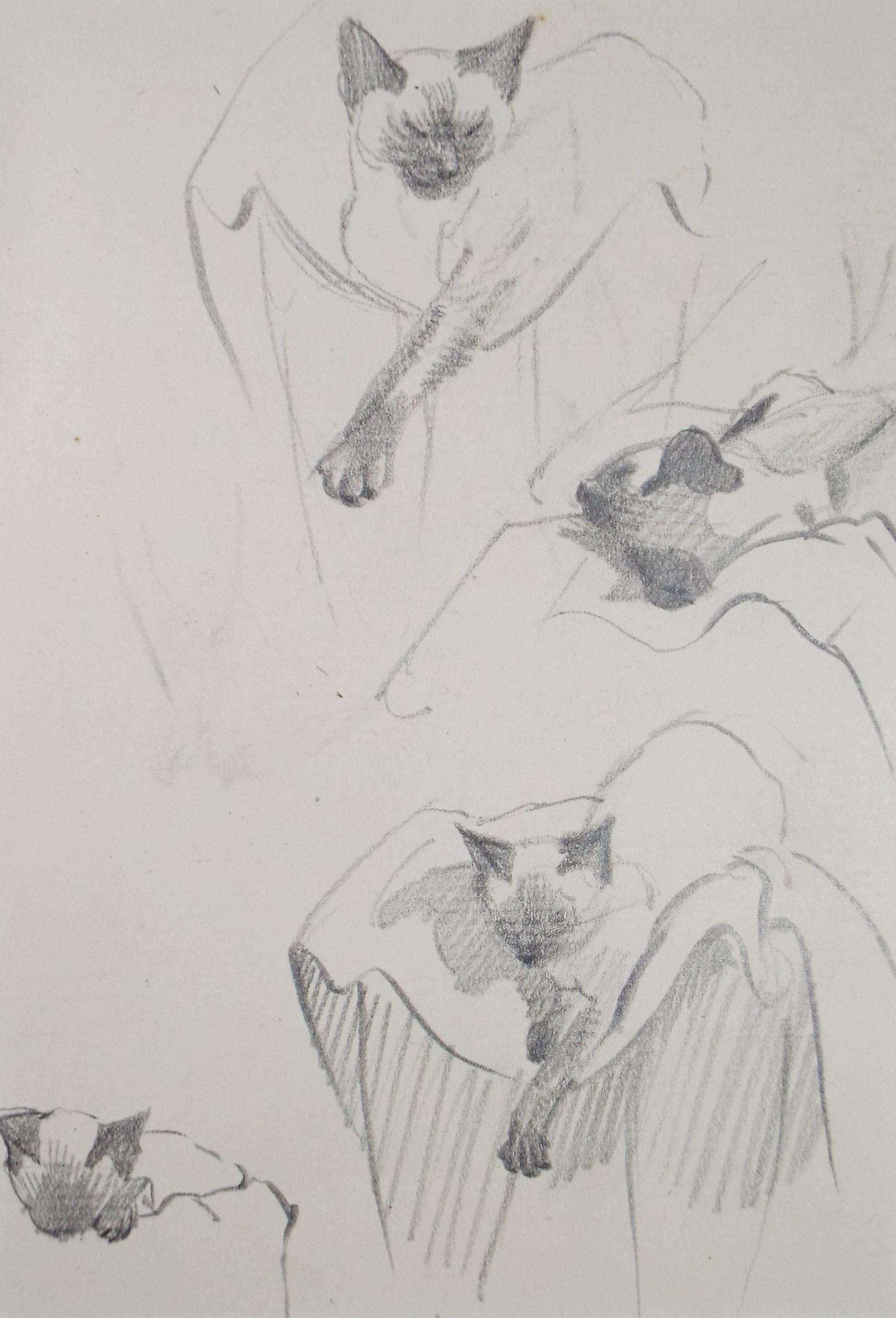 Pencil Drawing, 'Cat Studies', Circa 1950's