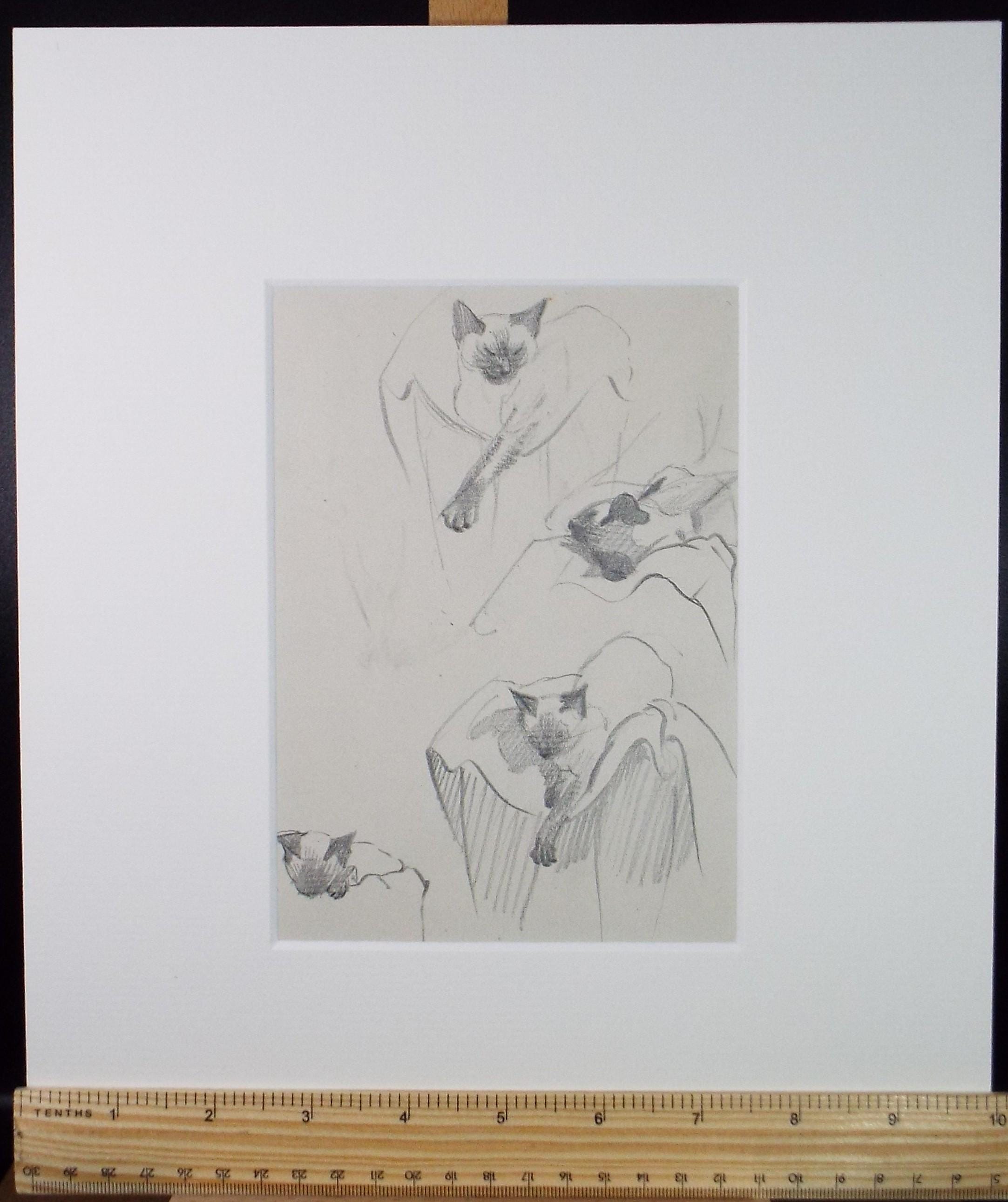 Pencil Drawing, 'Cat Studies', Circa 1950's