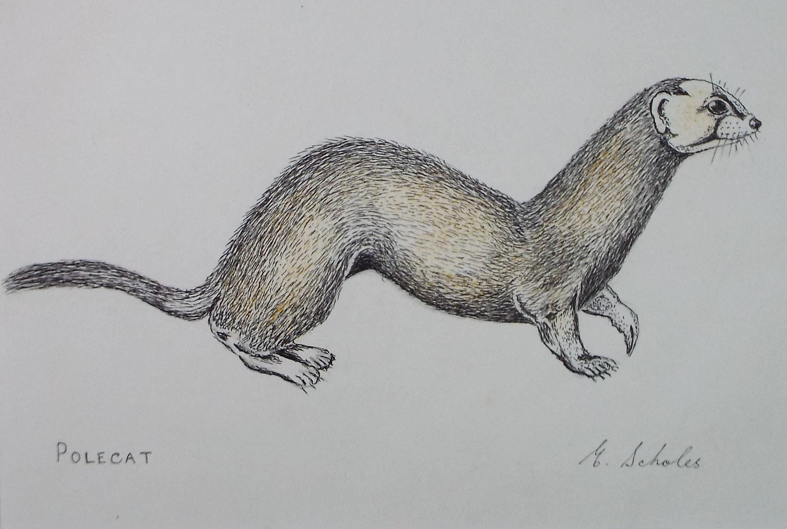 Original Pen & Pencil, 'Polecat', Circa 1970's , E Scholes