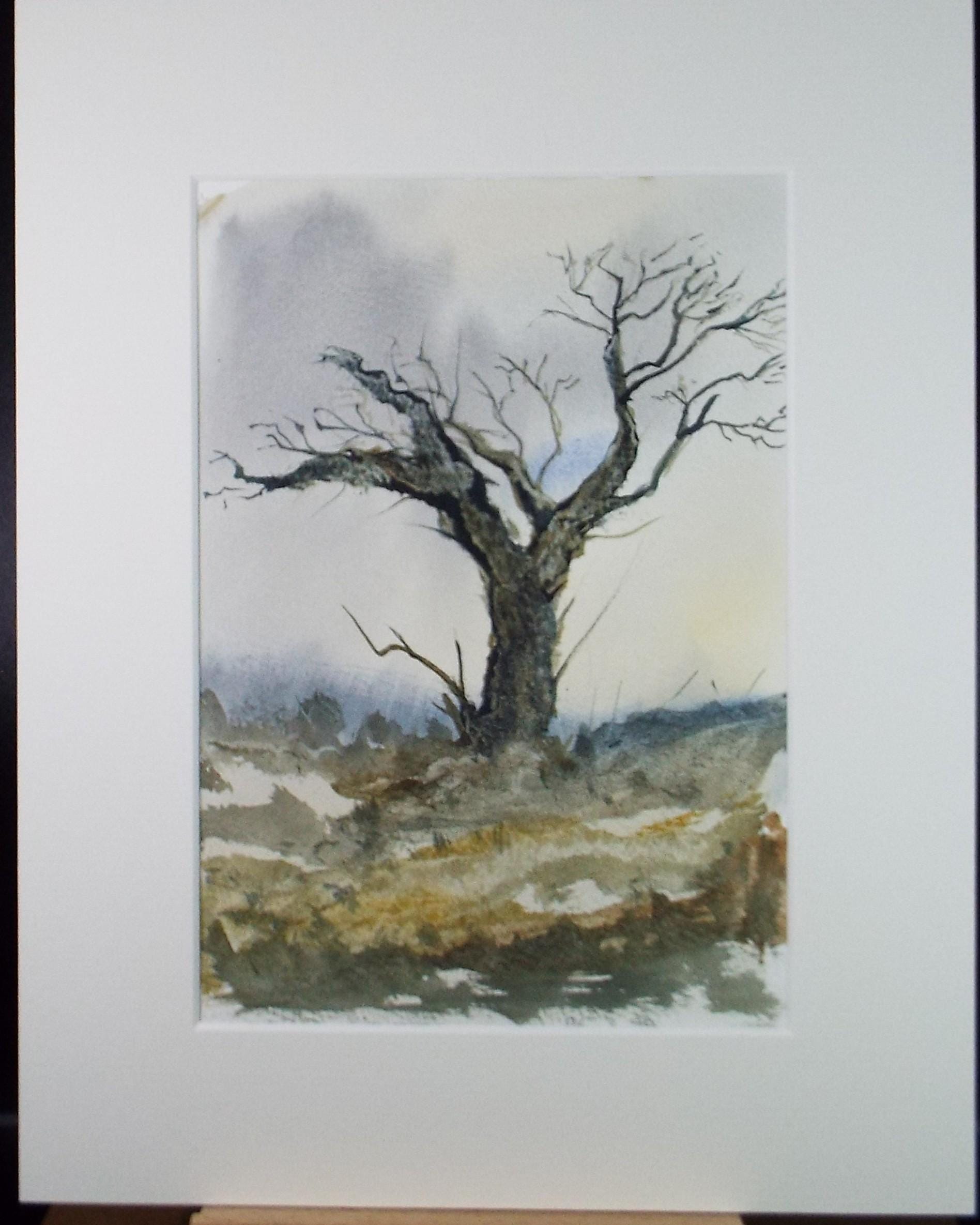 Original Watercolour, 'Tree Study', Peter Grimer, Circa 1990's