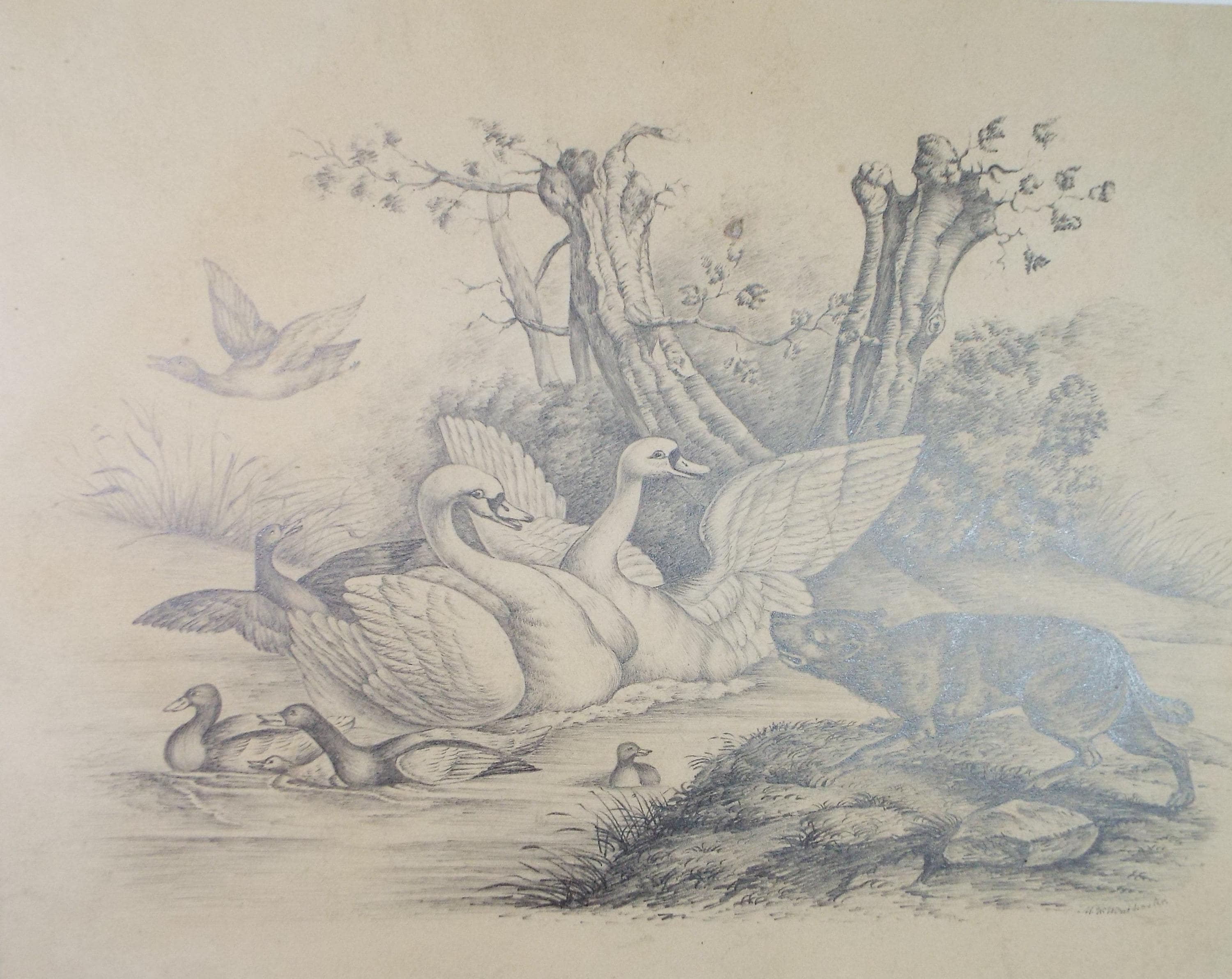 Original Pencil 'Waterfowl and predator', Artist Unknown, Mid 19th Century
