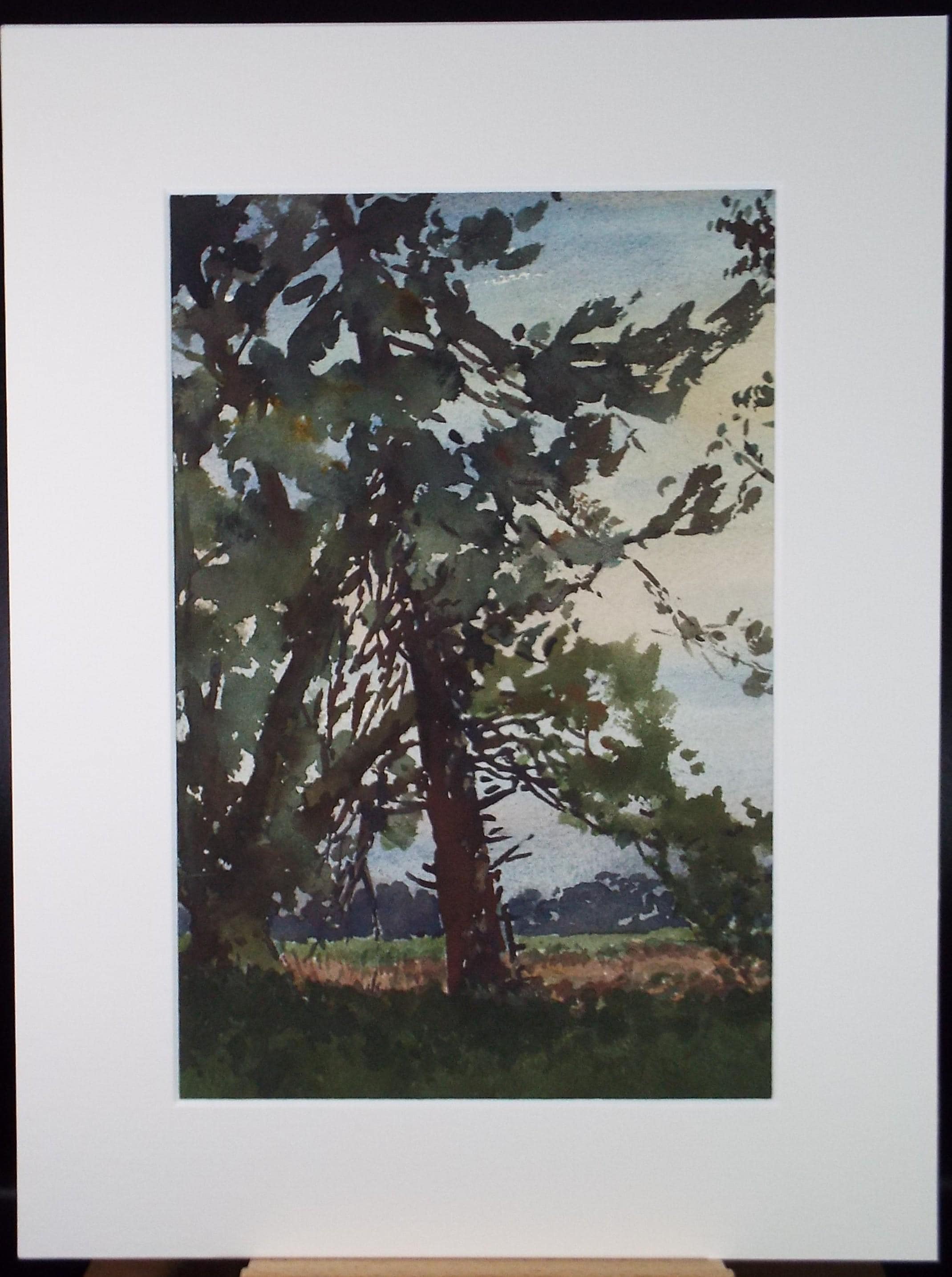 Original Watercolour, 'Tree Study', Henry Potter Stevens (1875-1965) Circa 1950's