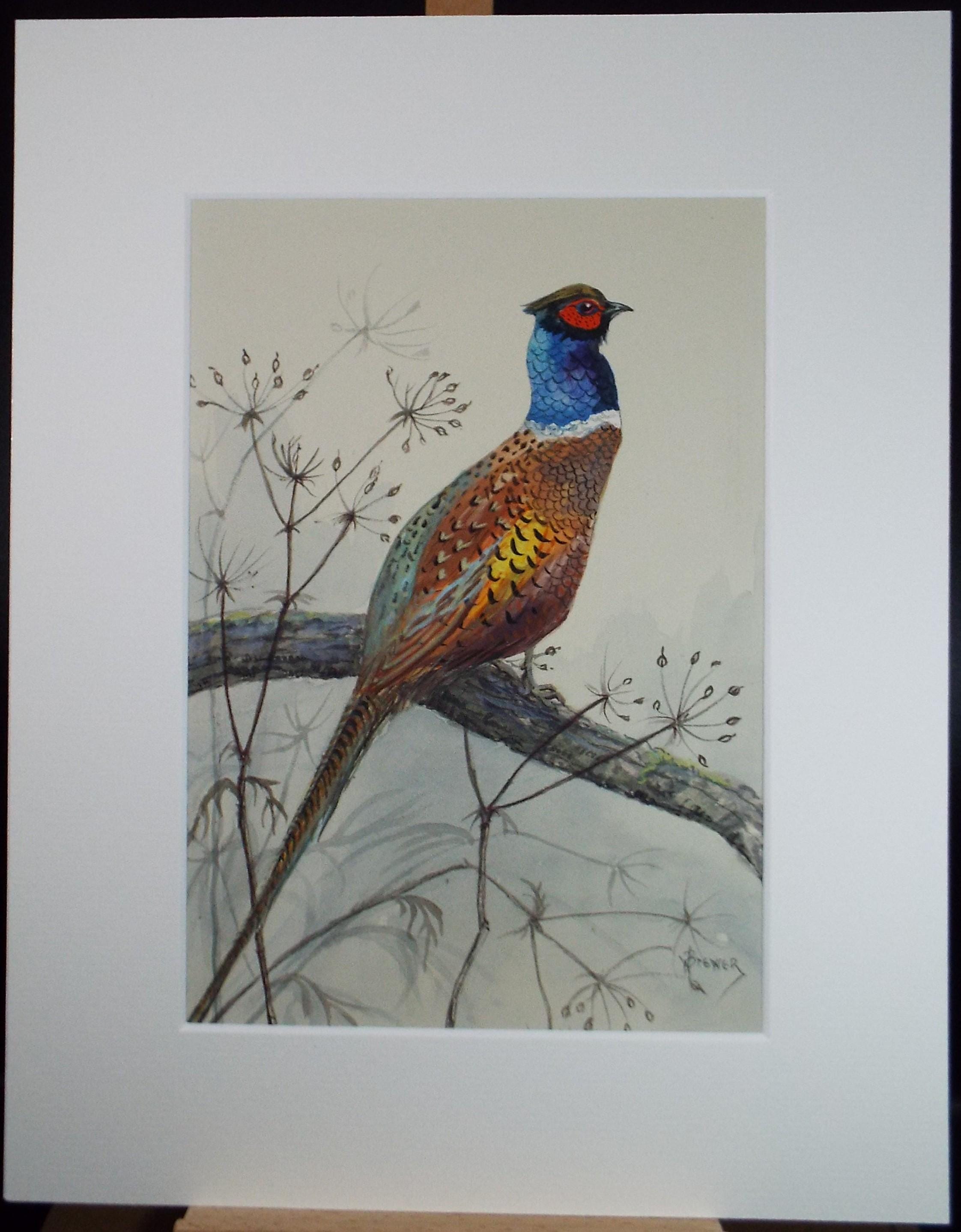Original watercolour, 'Pheasant', Circa 1970's, W. Brewer