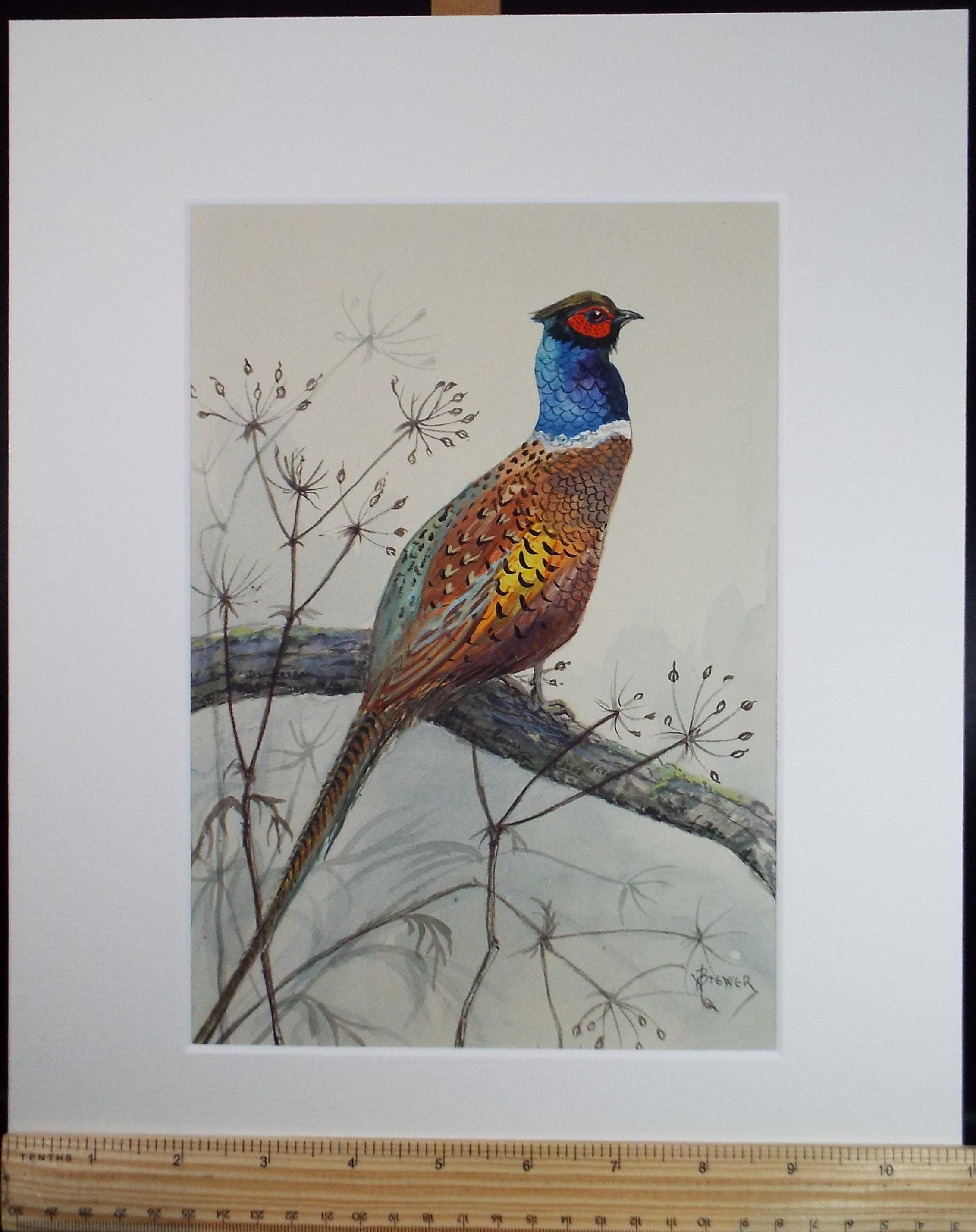 Original watercolour, 'Pheasant', Circa 1970's, W. Brewer