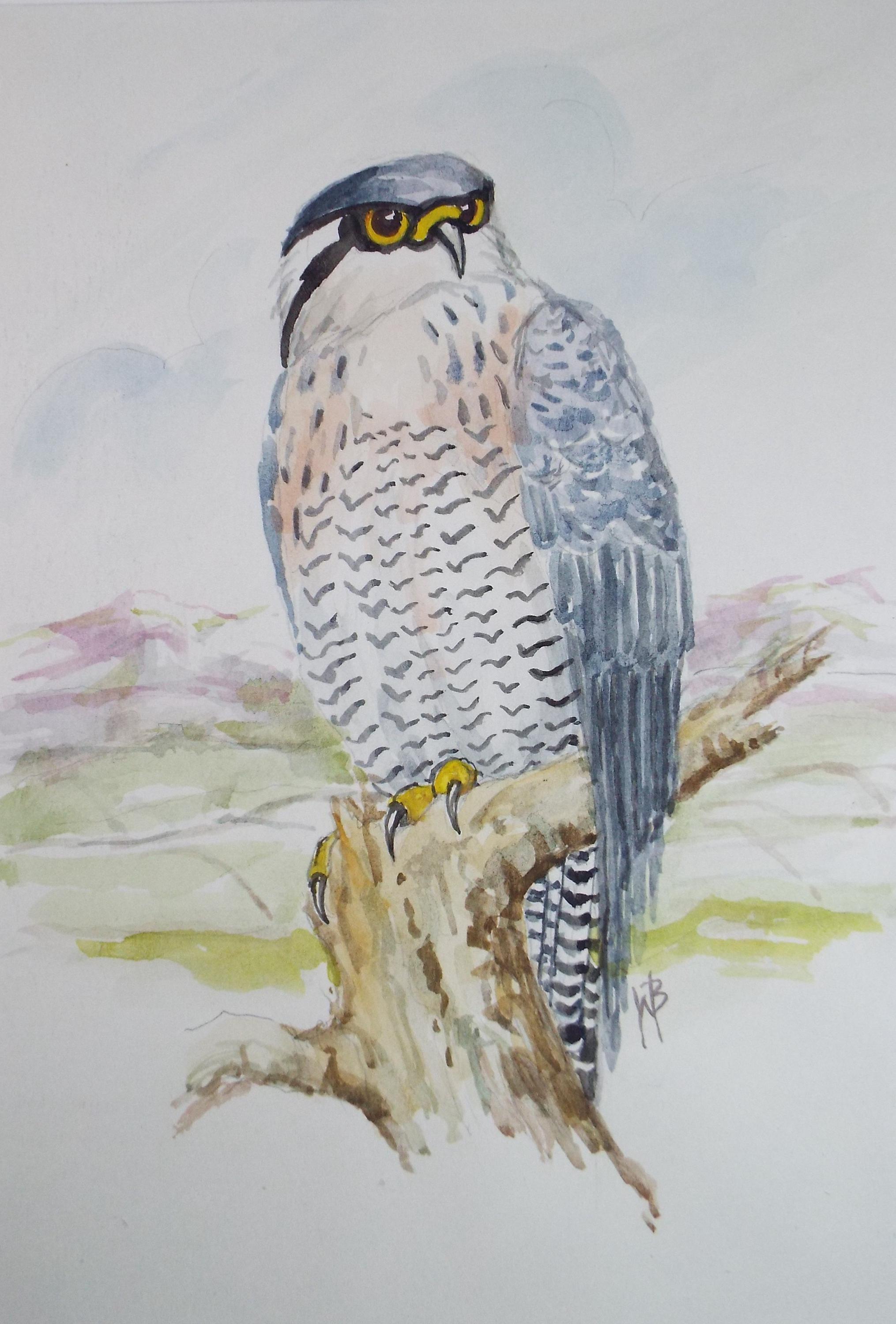 Original watercolour, Peregrine Falcon', Circa 1970's, W. Brewer
