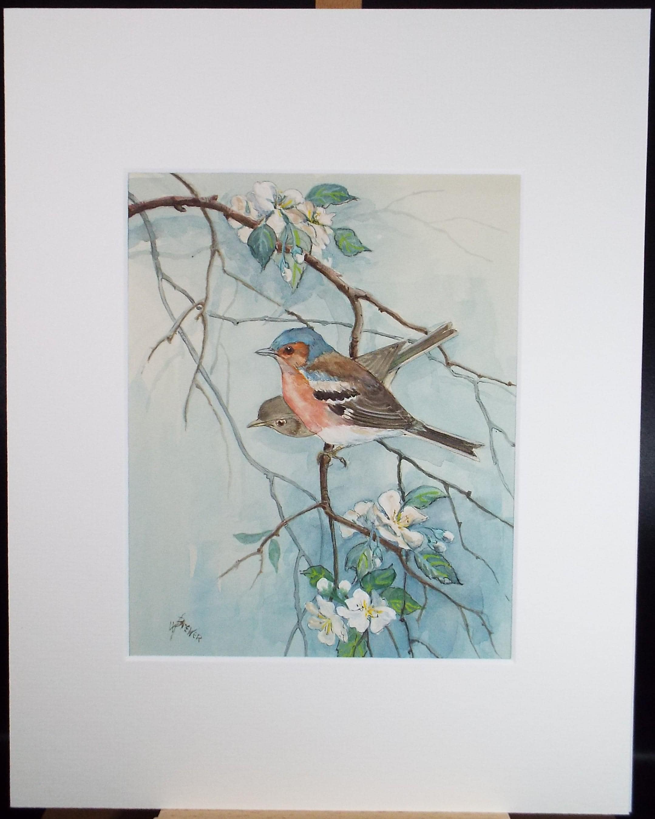 Original watercolour, 'Chaffinch', Circa 1970's, W. Brewer