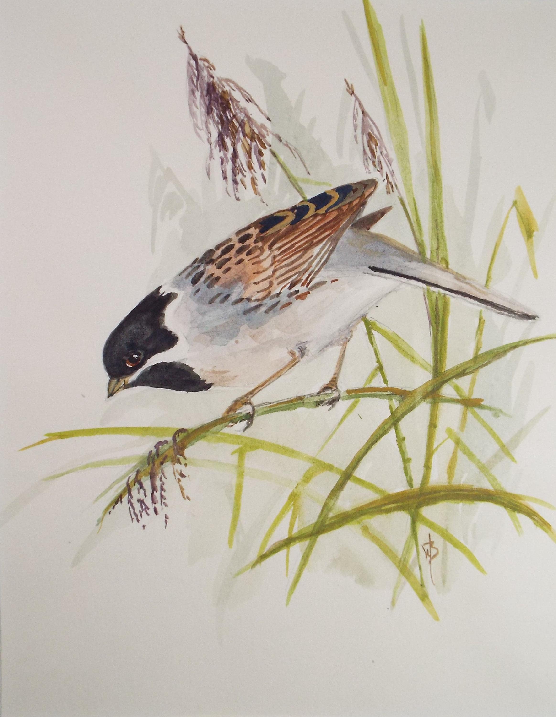 Original watercolour,'Tree Sparrow, Circa 1970's, W. Brewer
