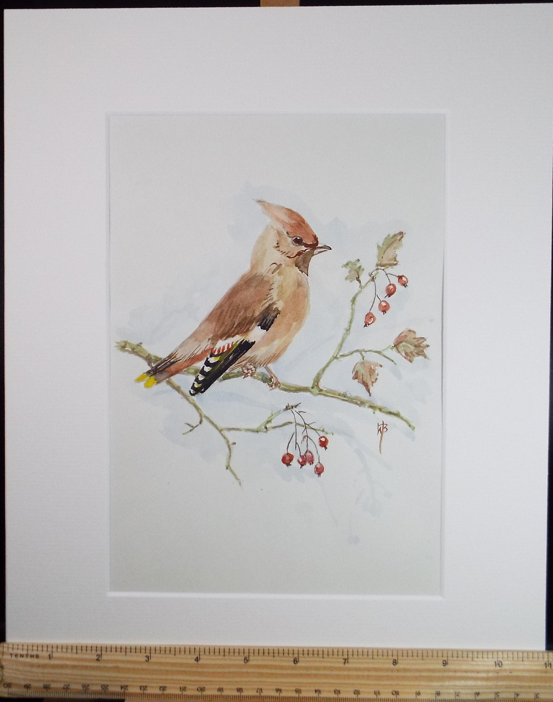 Original watercolour,'Waxwing' Circa 1970's, W. Brewer