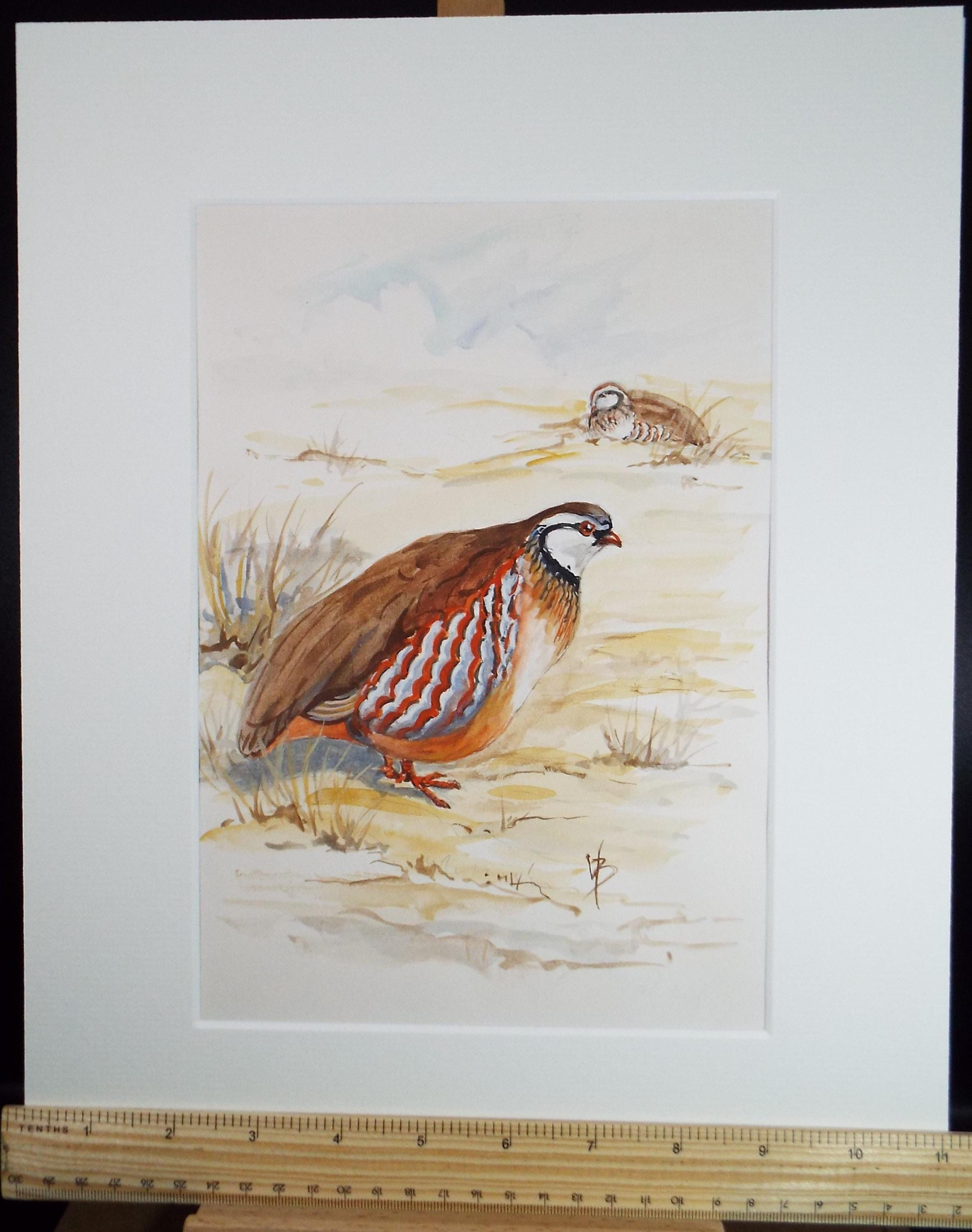 Original watercolour,'Red legged Partridge', Circa 1970's, W. Brewer