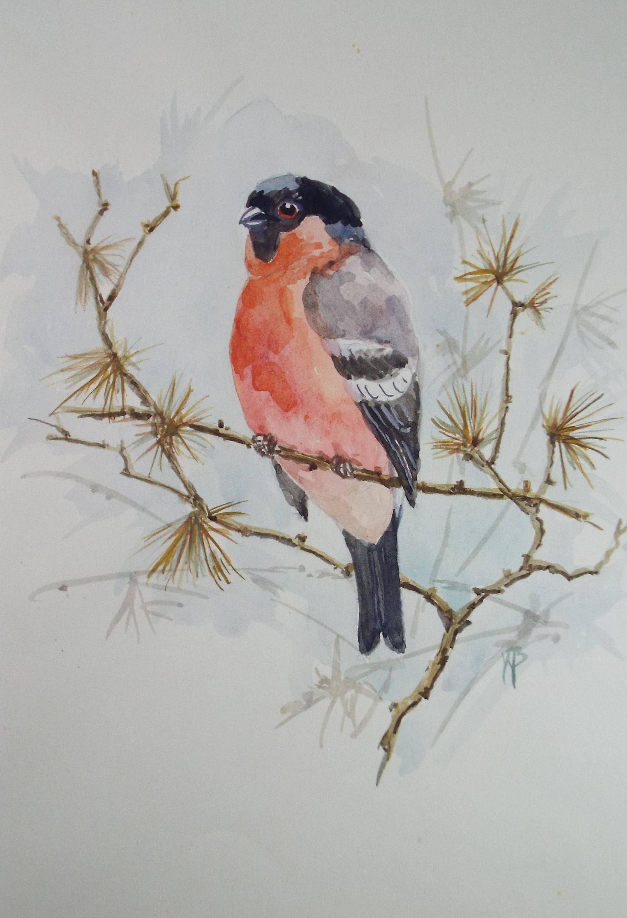 Original watercolour, 'Bullfinch', Circa 1970's, W. Brewer