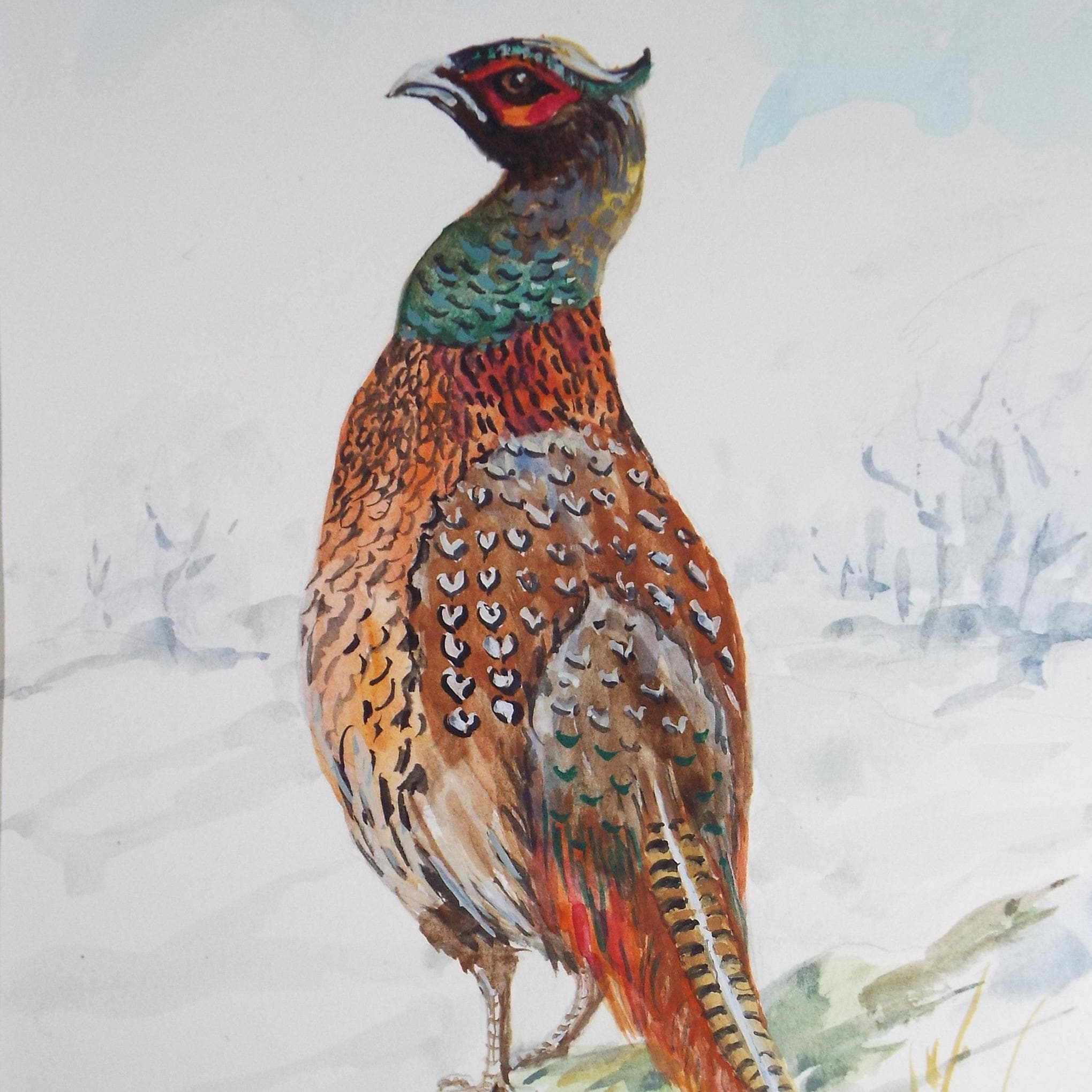 Original watercolour, 'Pheasant', Circa 1970's, W. Brewer