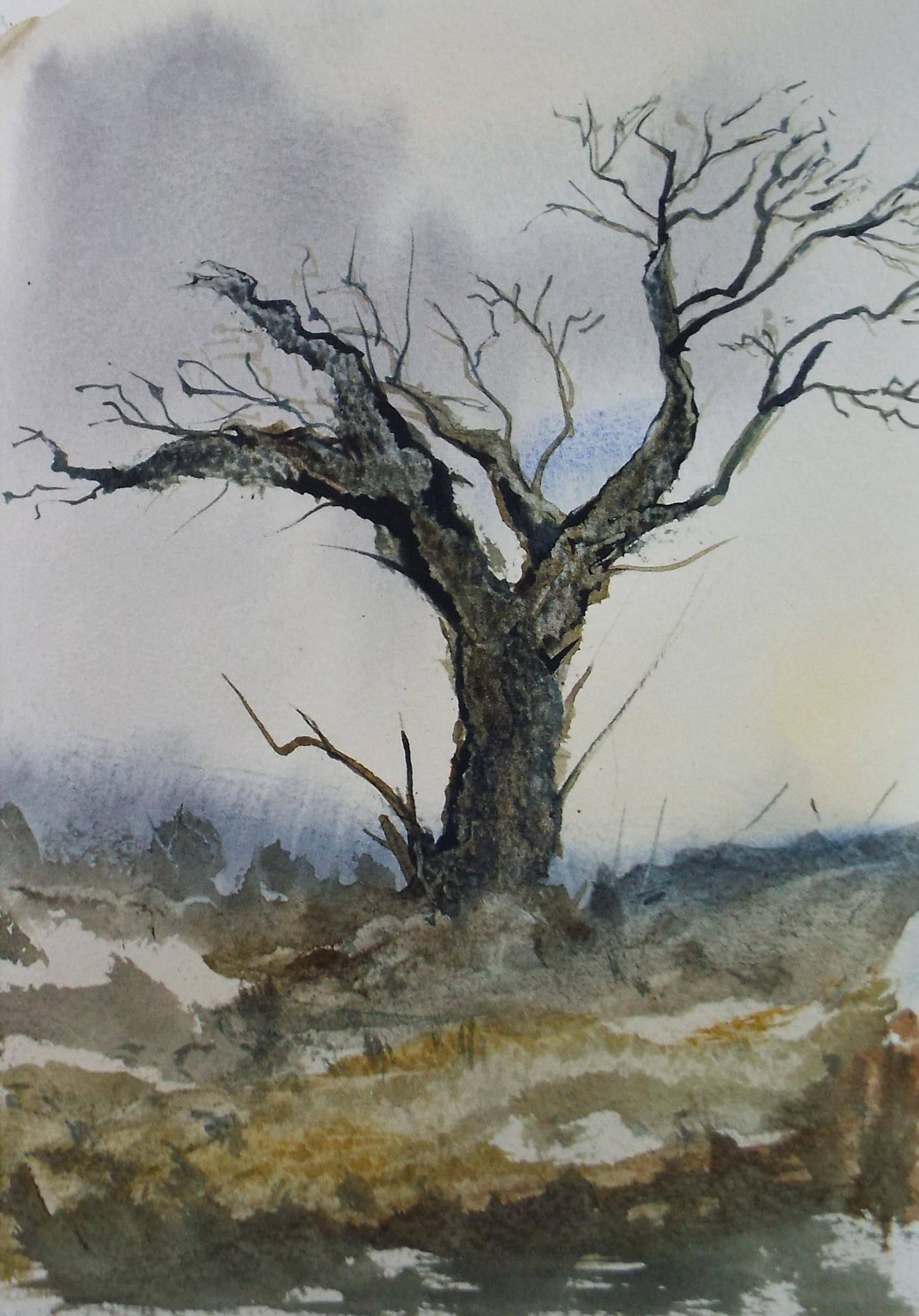 Original Watercolour, 'Tree Study', Peter Grimer, Circa 1990's