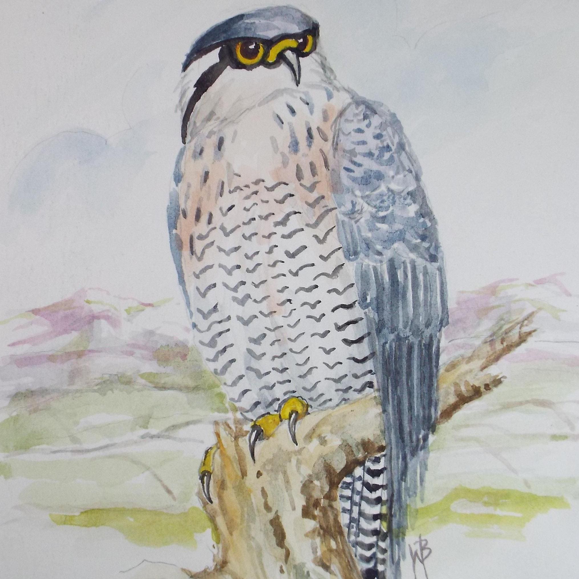 Original watercolour, Peregrine Falcon', Circa 1970's, W. Brewer