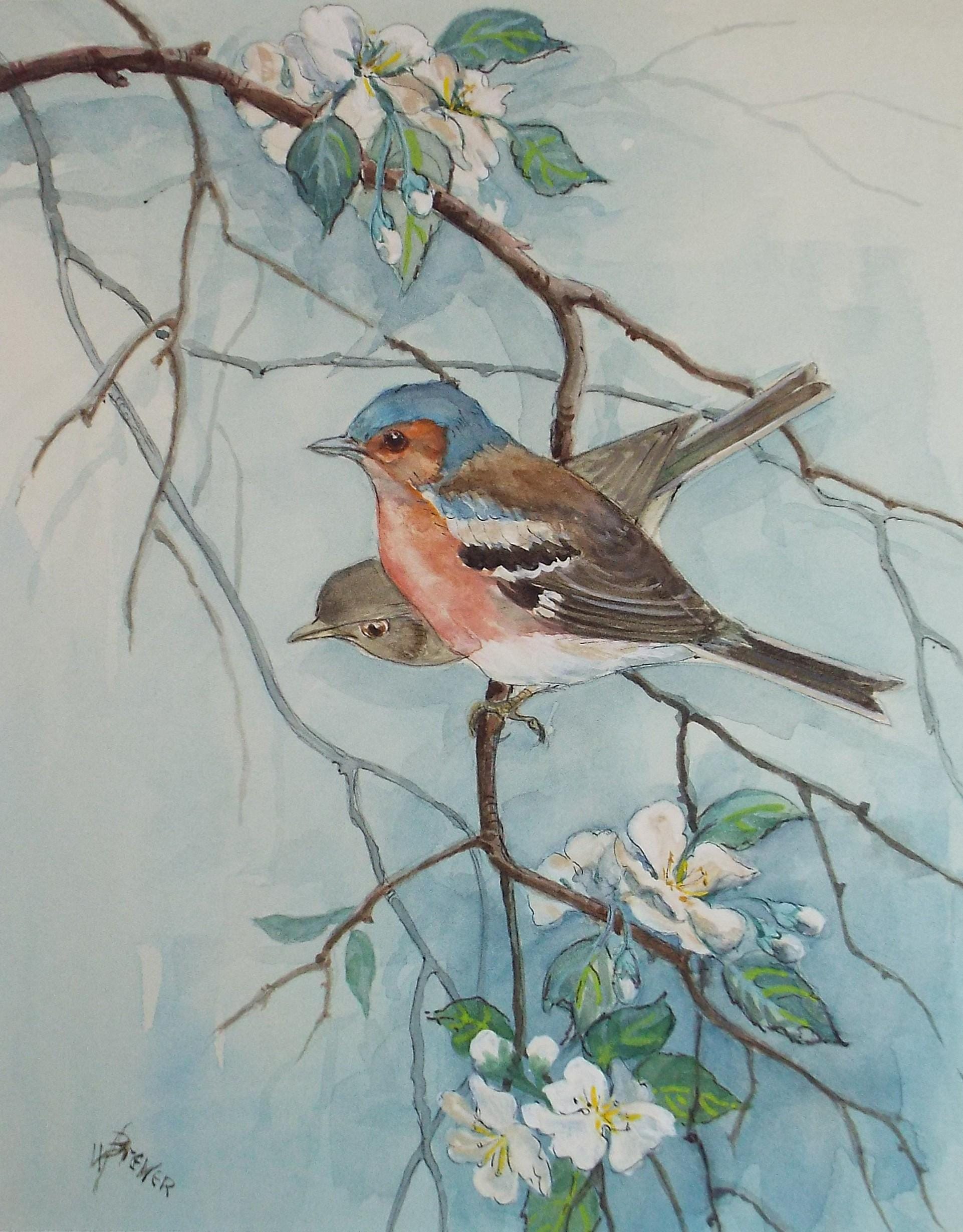 Original watercolour, 'Chaffinch', Circa 1970's, W. Brewer