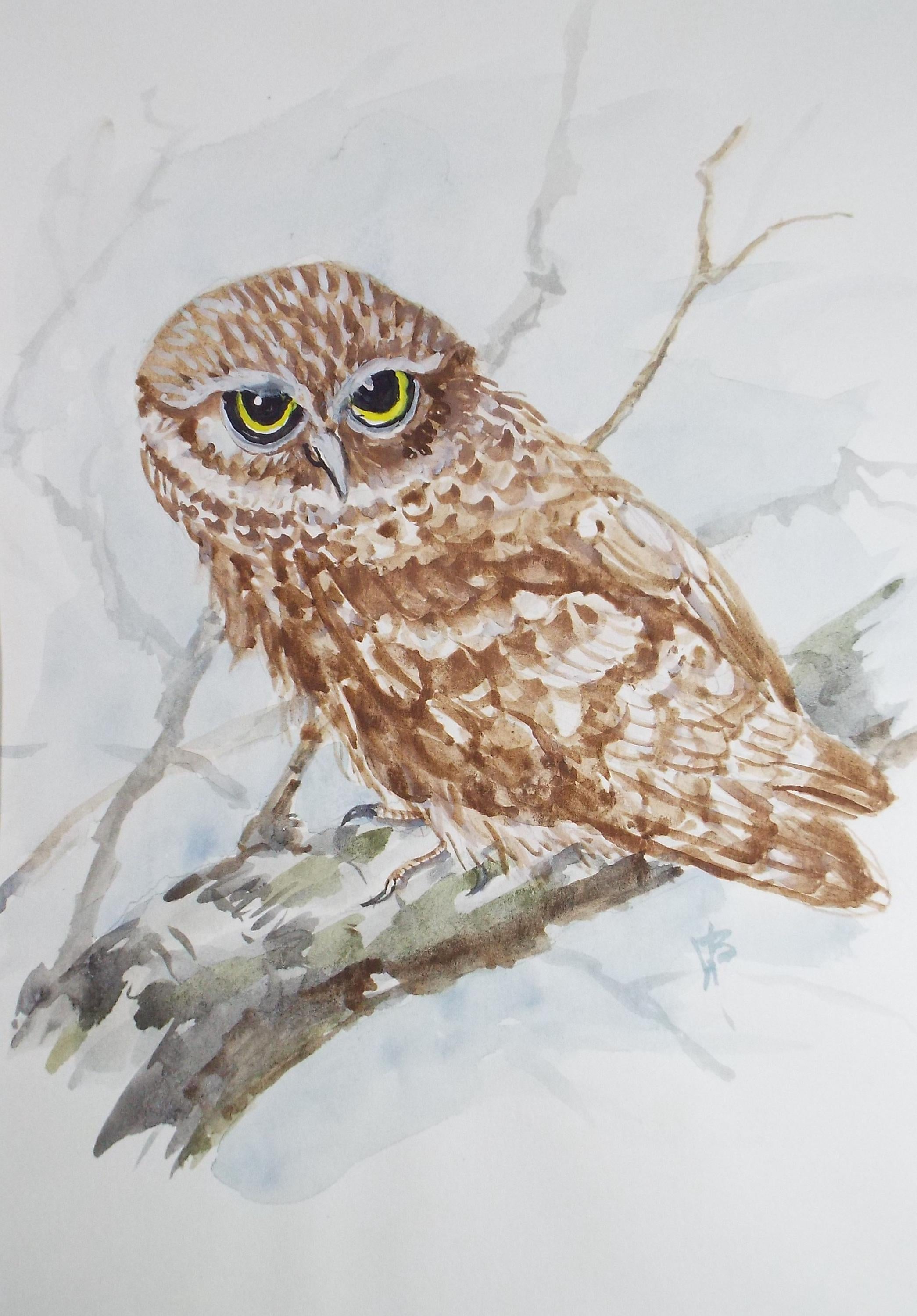 Original watercolour,'Little Owl', Circa 1970's, W. Brewer