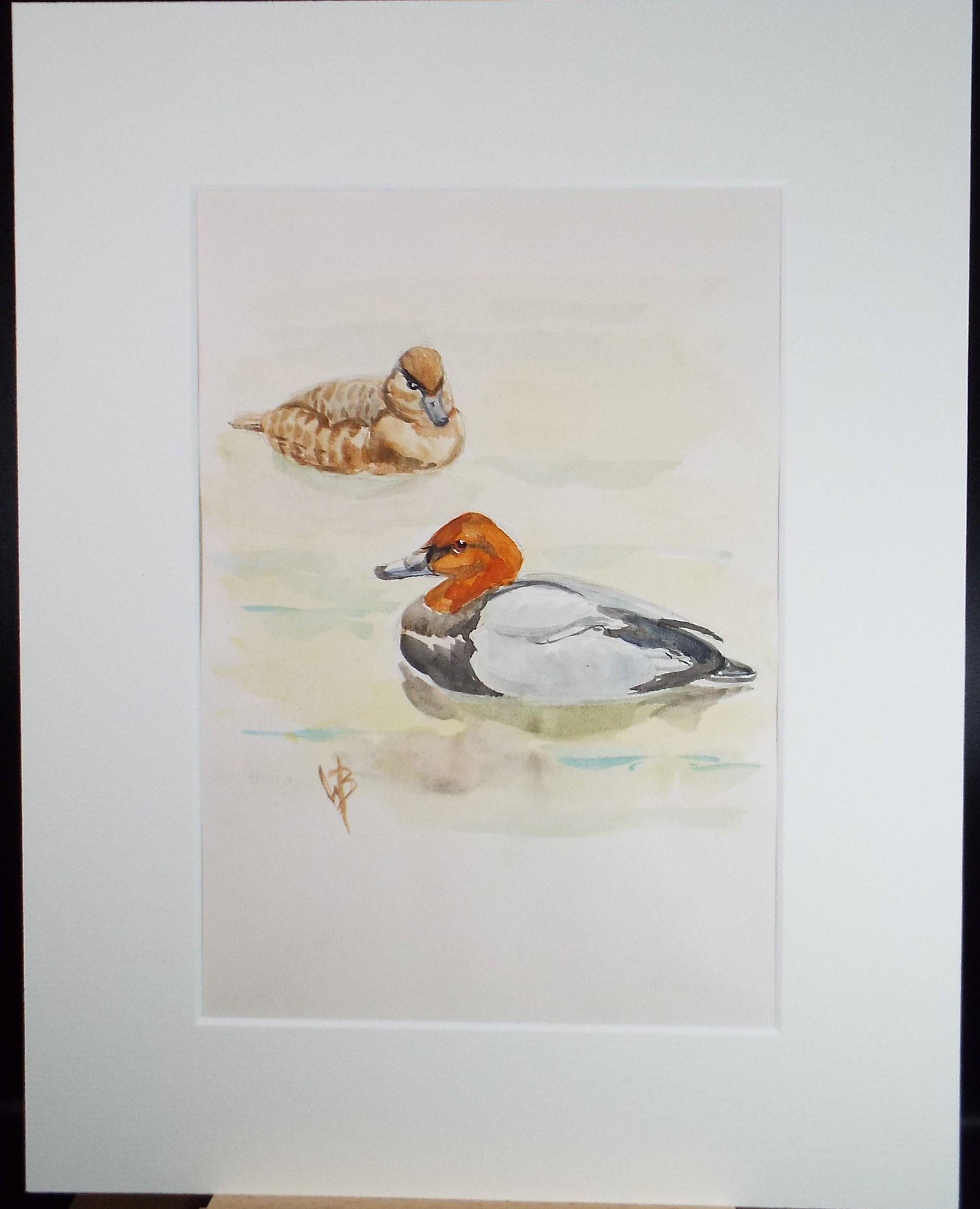 Original watercolour,'Red crested Pochard', Circa 1970's, W. Brewer