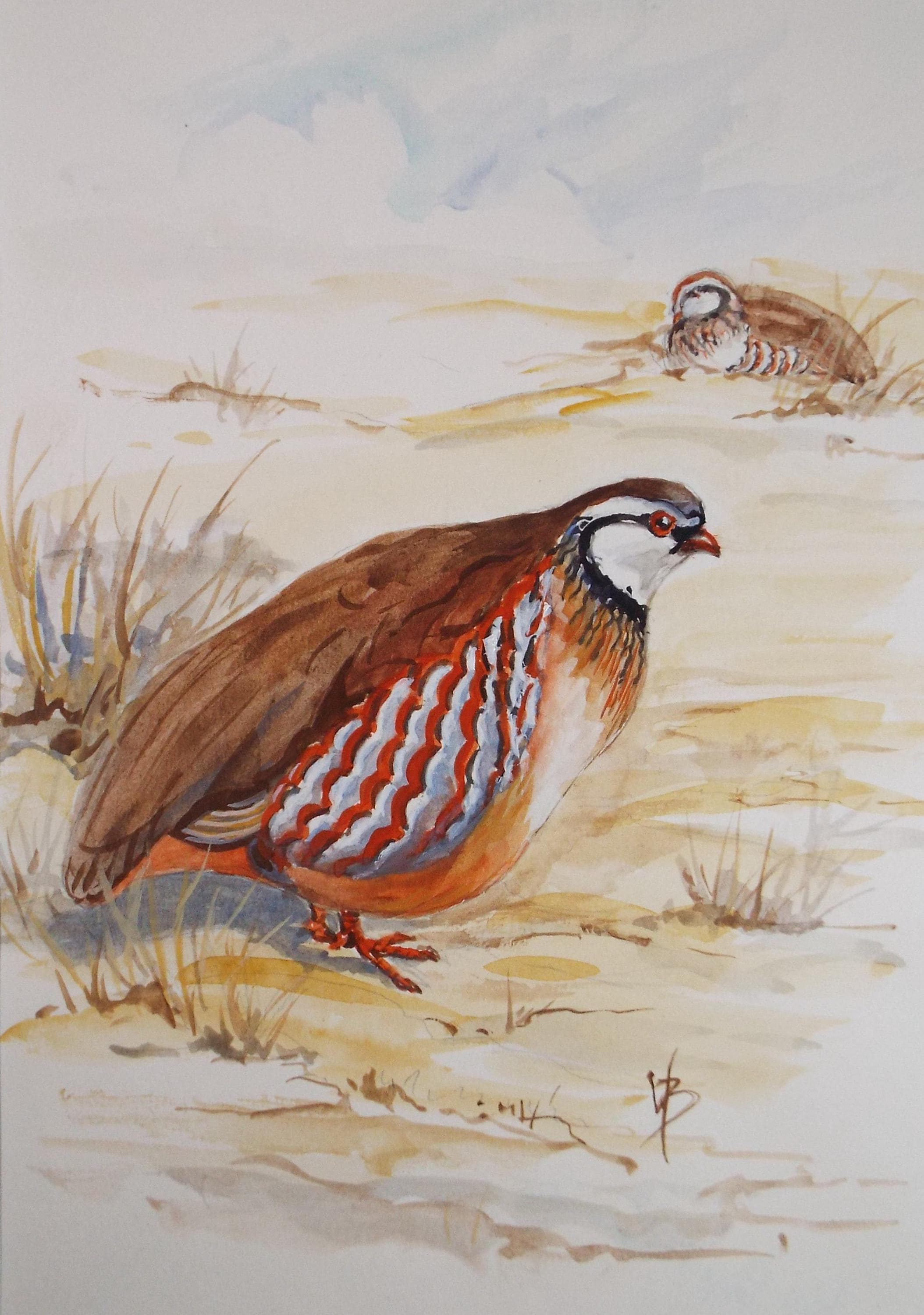 Original watercolour,'Red legged Partridge', Circa 1970's, W. Brewer
