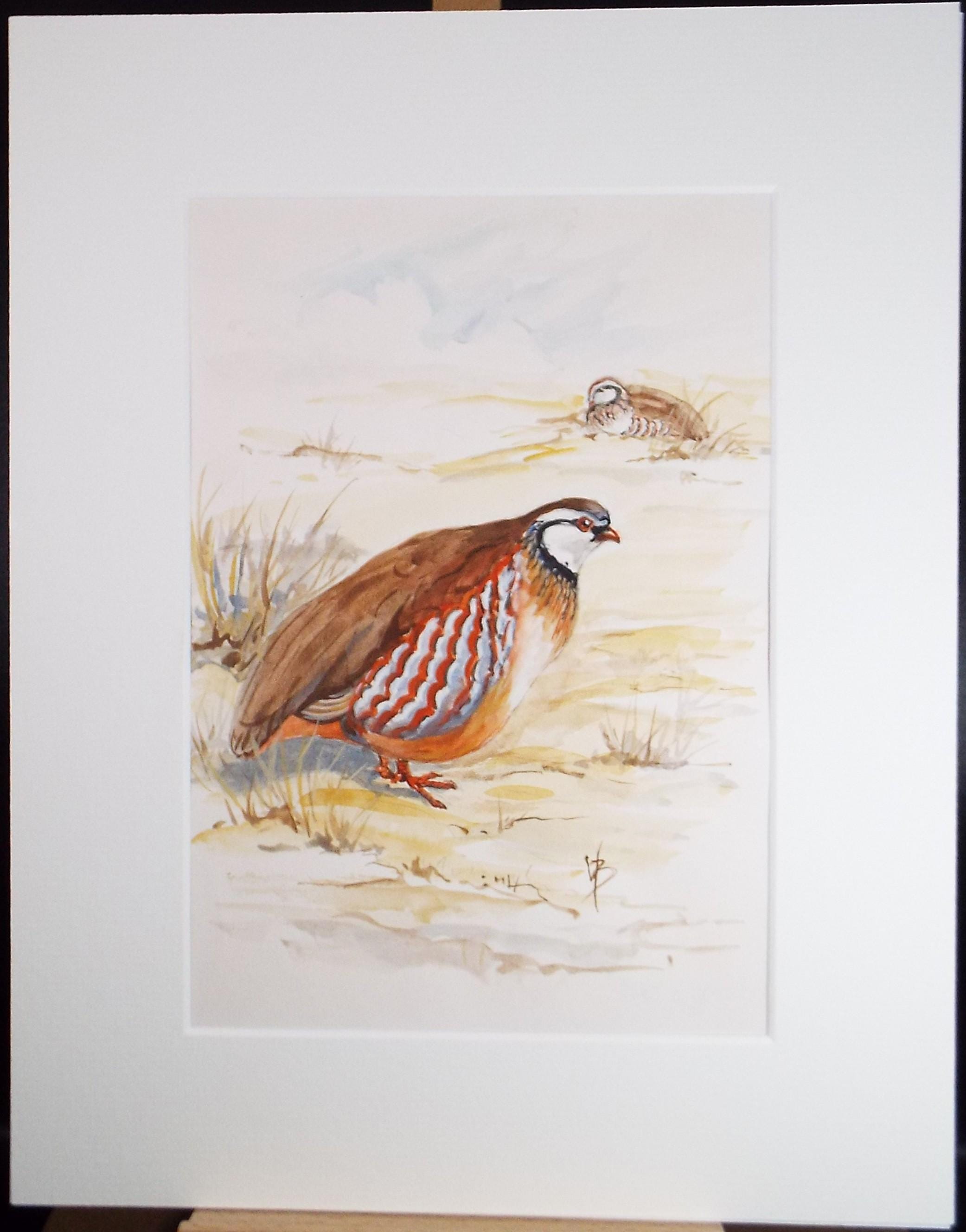 Original watercolour,'Red legged Partridge', Circa 1970's, W. Brewer