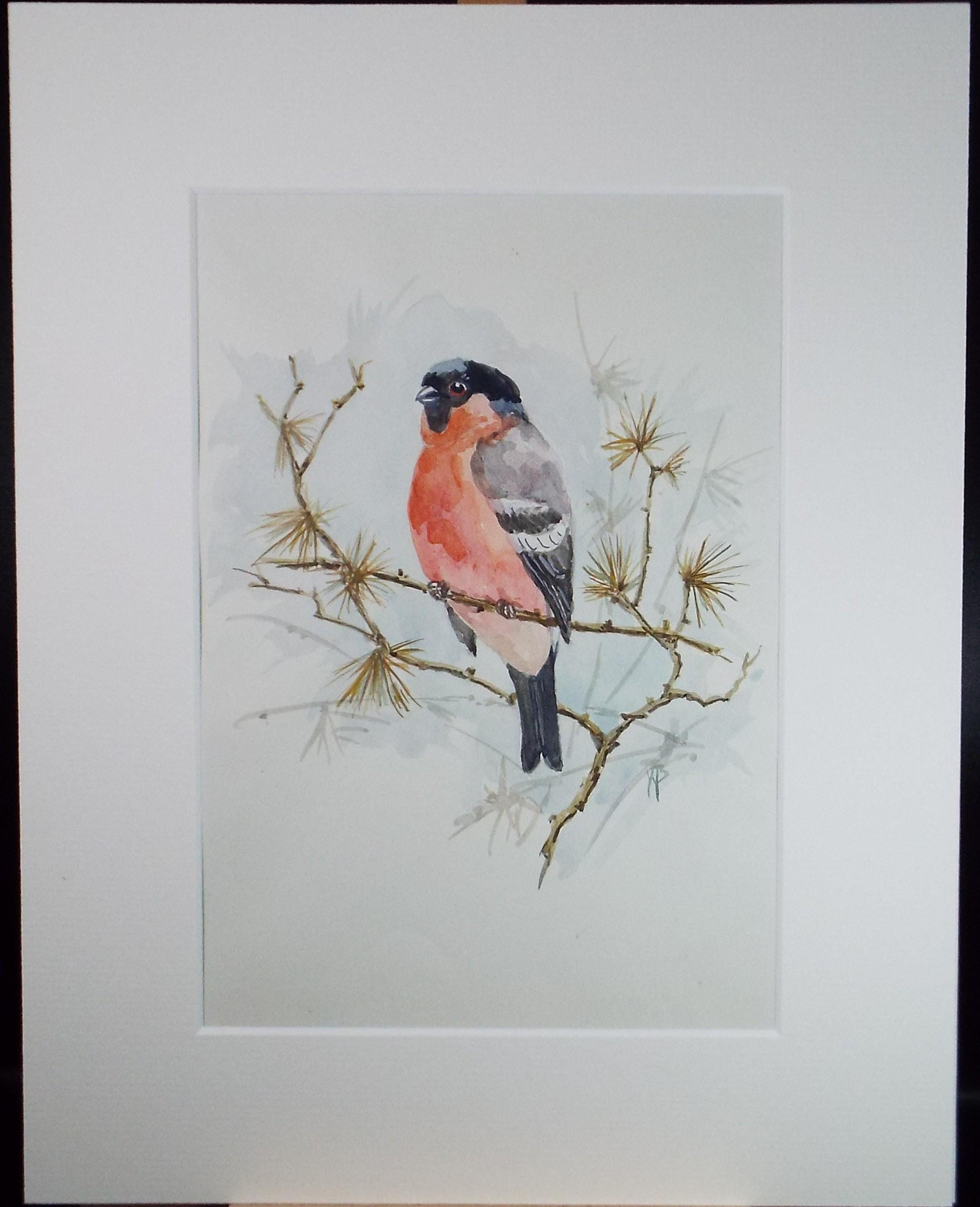 Original watercolour, 'Bullfinch', Circa 1970's, W. Brewer
