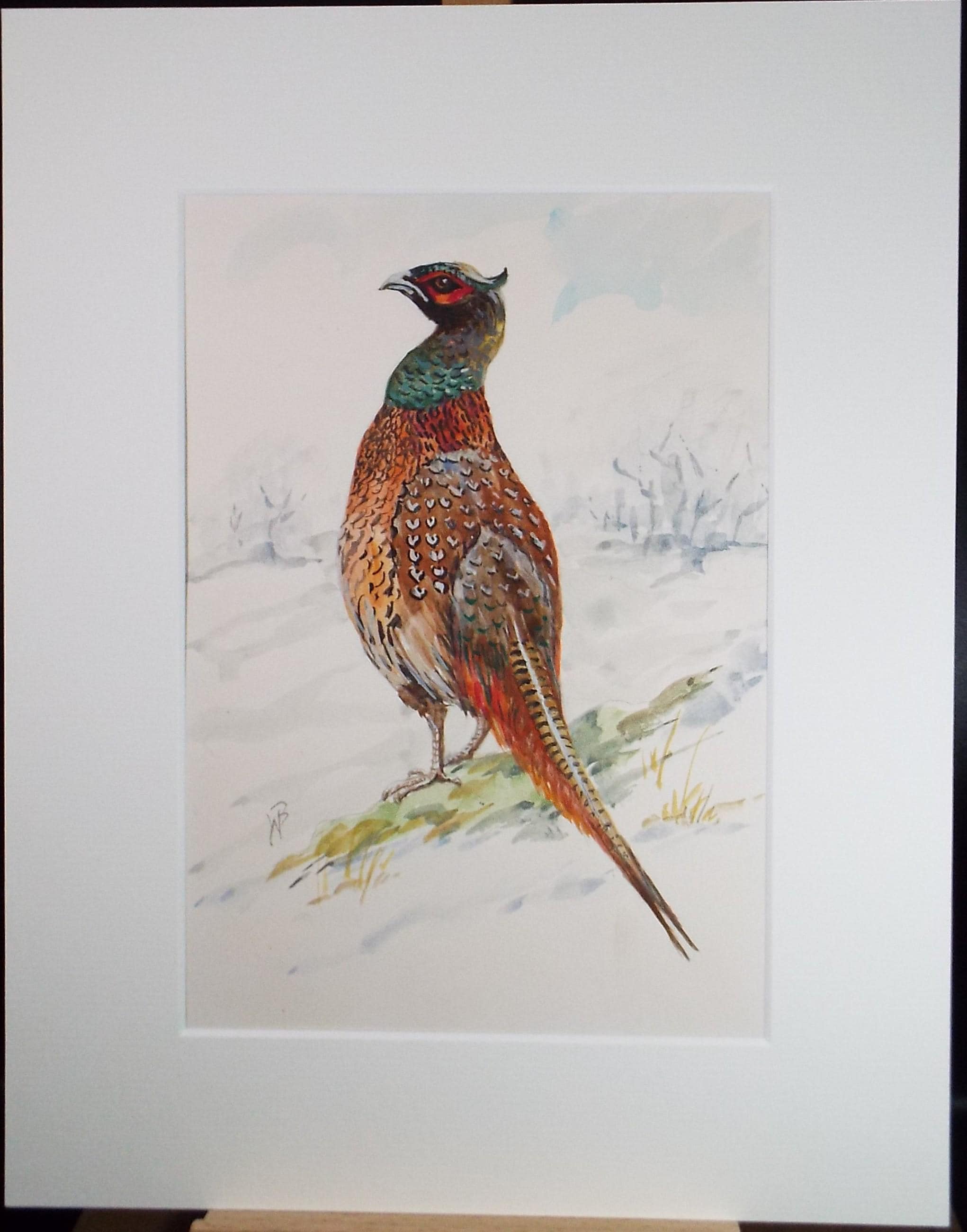 Original watercolour, 'Pheasant', Circa 1970's, W. Brewer